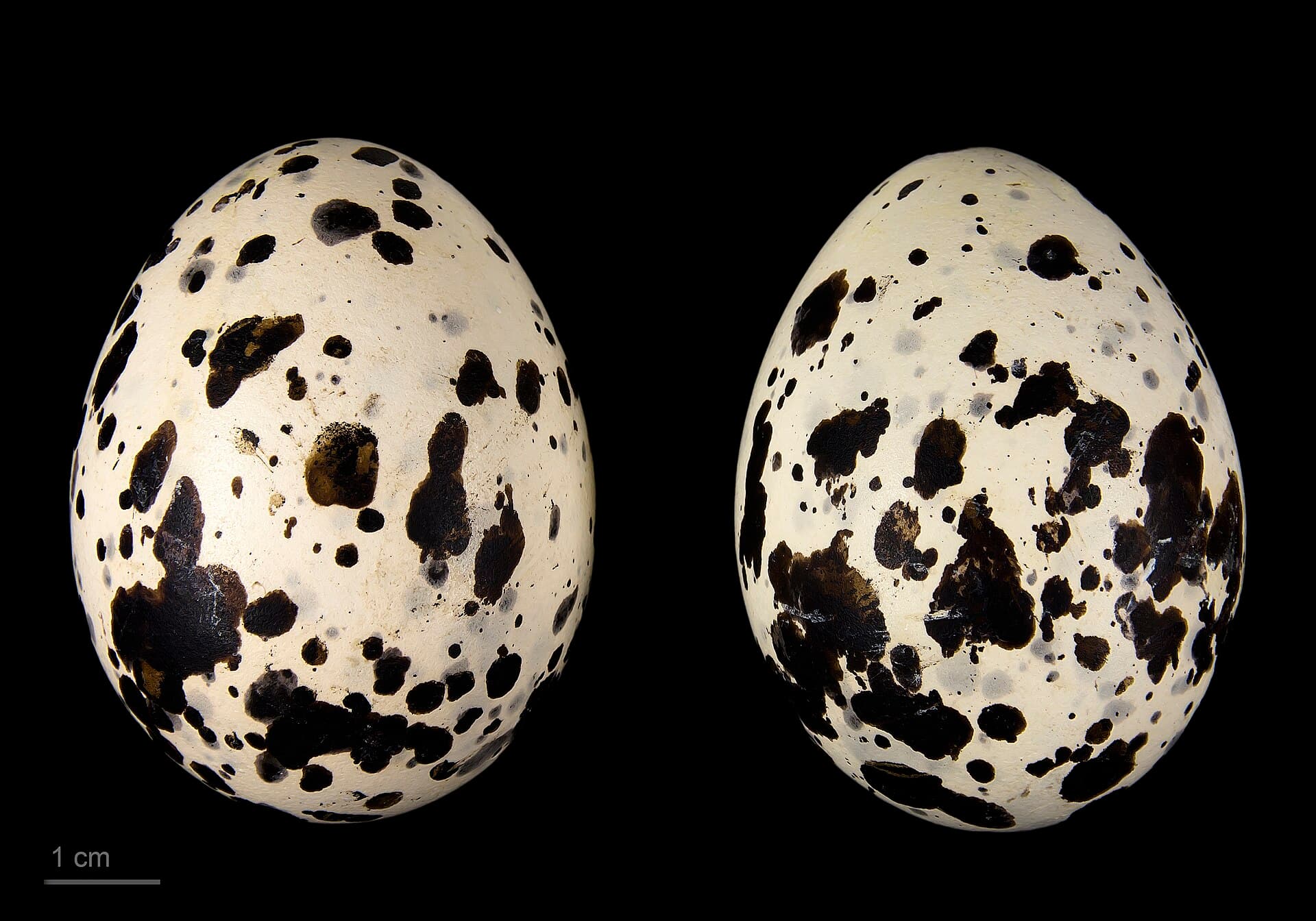 Grote Stern (Thalasseus sandvicensis) - Thalasseus sandvicensis MHNT.ZOO.2010.11.134.1
