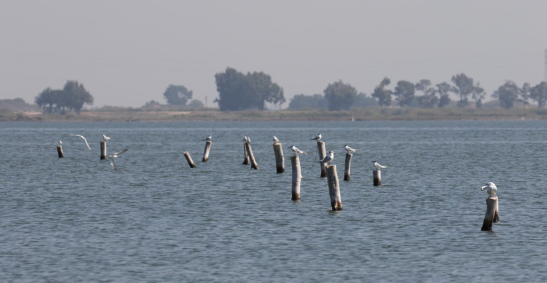 Grote Stern (Thalasseus sandvicensis) - Thalasseus sandvicensis - Sandwich Tern 01