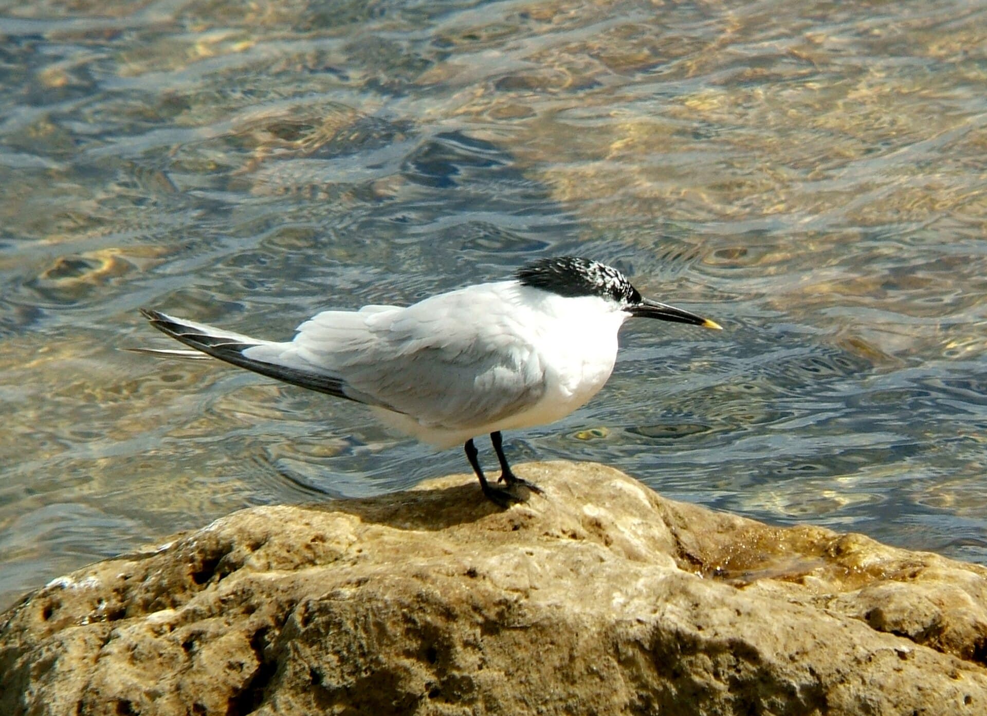 Grote Stern (Thalasseus sandvicensis) - Thalasseus sandvicensis StMarys