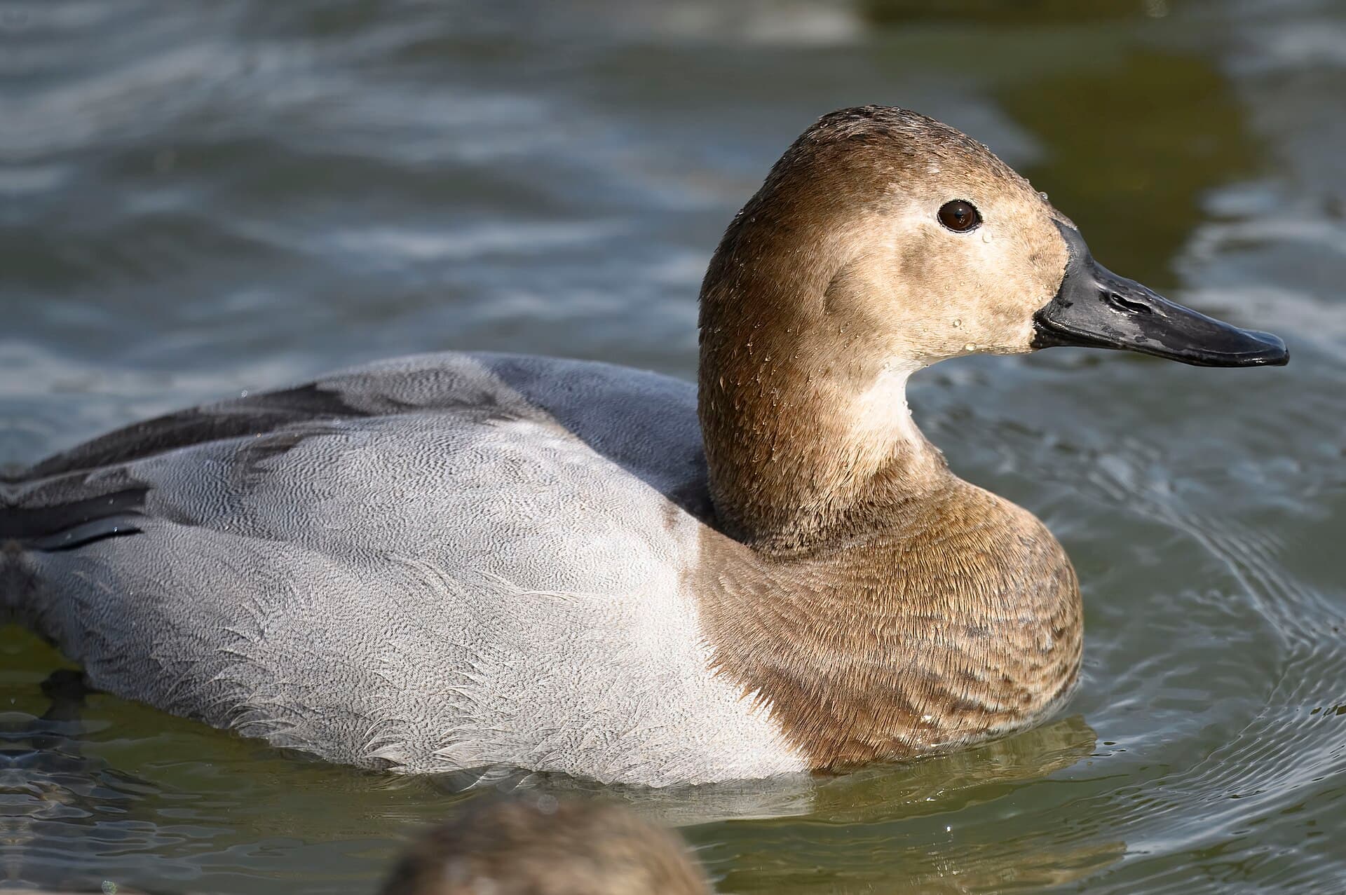 grote tafeleend (Aythya valisineria) - Canvasback oakley street 2.2.25 DSC 3882-topaz-rawdenoise