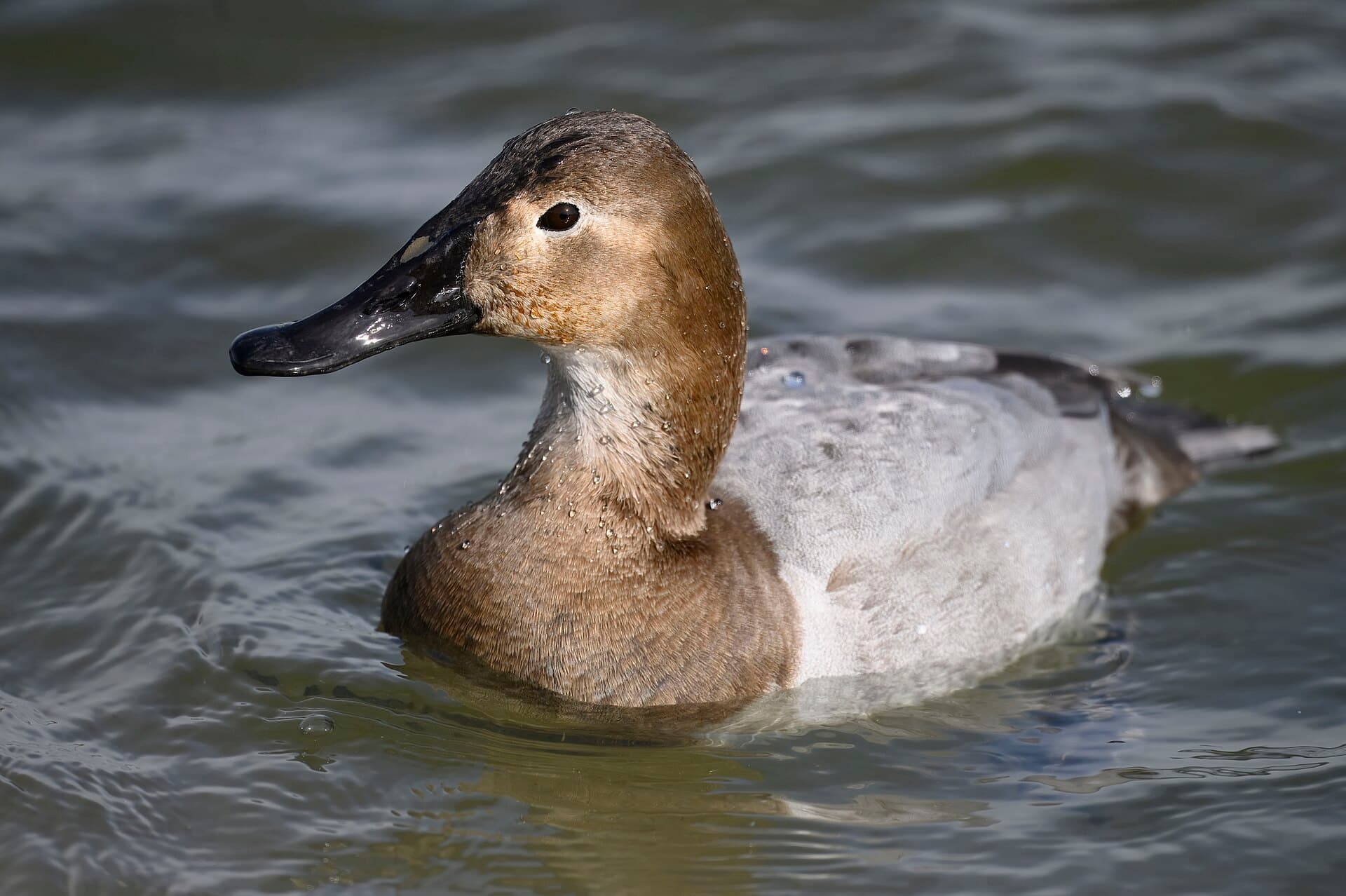 grote tafeleend (Aythya valisineria) - Canvasback oakley street 2.2.25 DSC 4060-topaz-rawdenoise