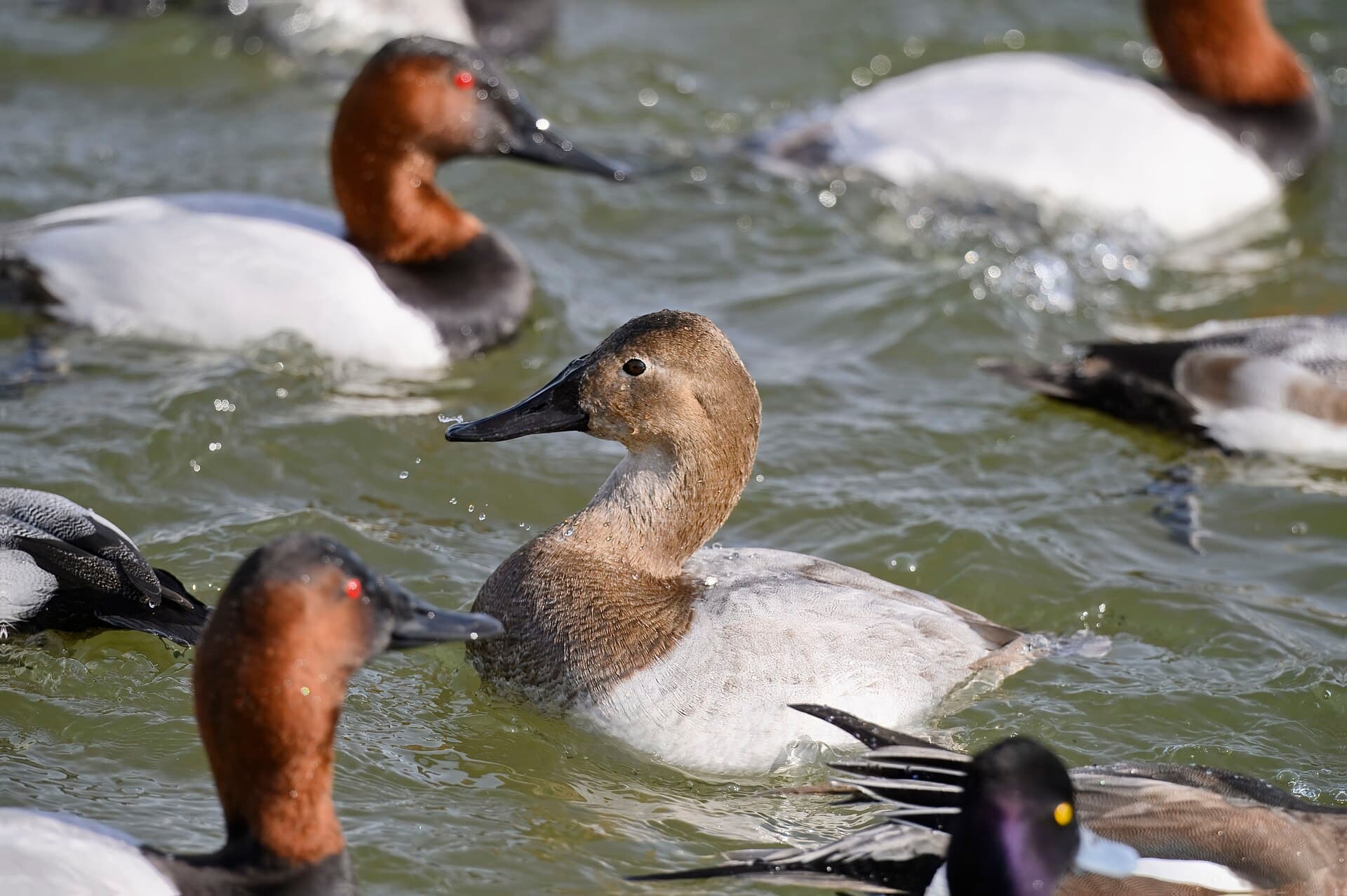 grote tafeleend (Aythya valisineria) - Canvasback oakley street 2.2.25 DSC 4004-topaz-rawdenoise