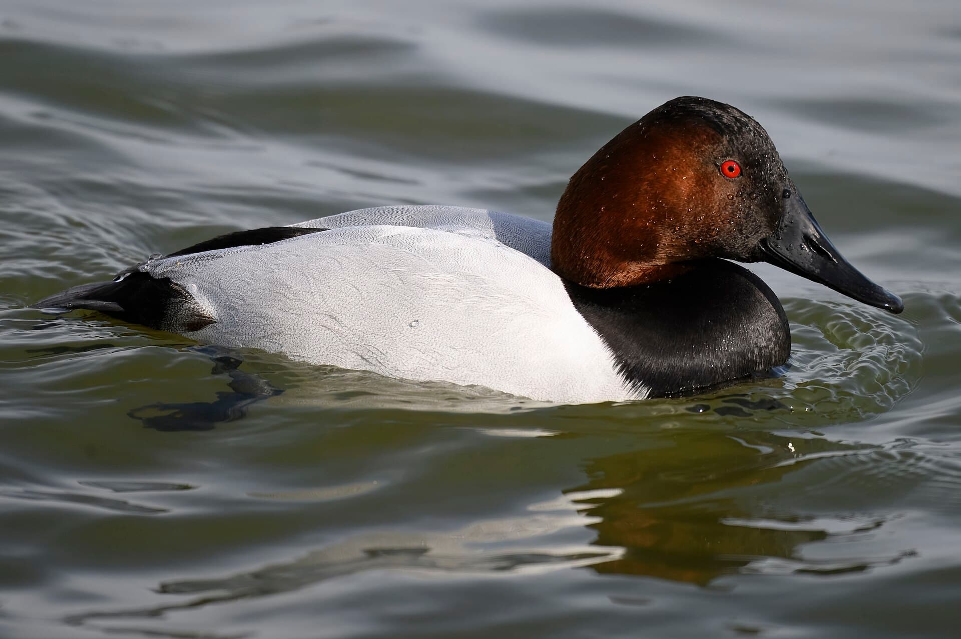 grote tafeleend (Aythya valisineria) - Canvasback oakley street 2.2.25 DSC 4163-topaz-rawdenoise