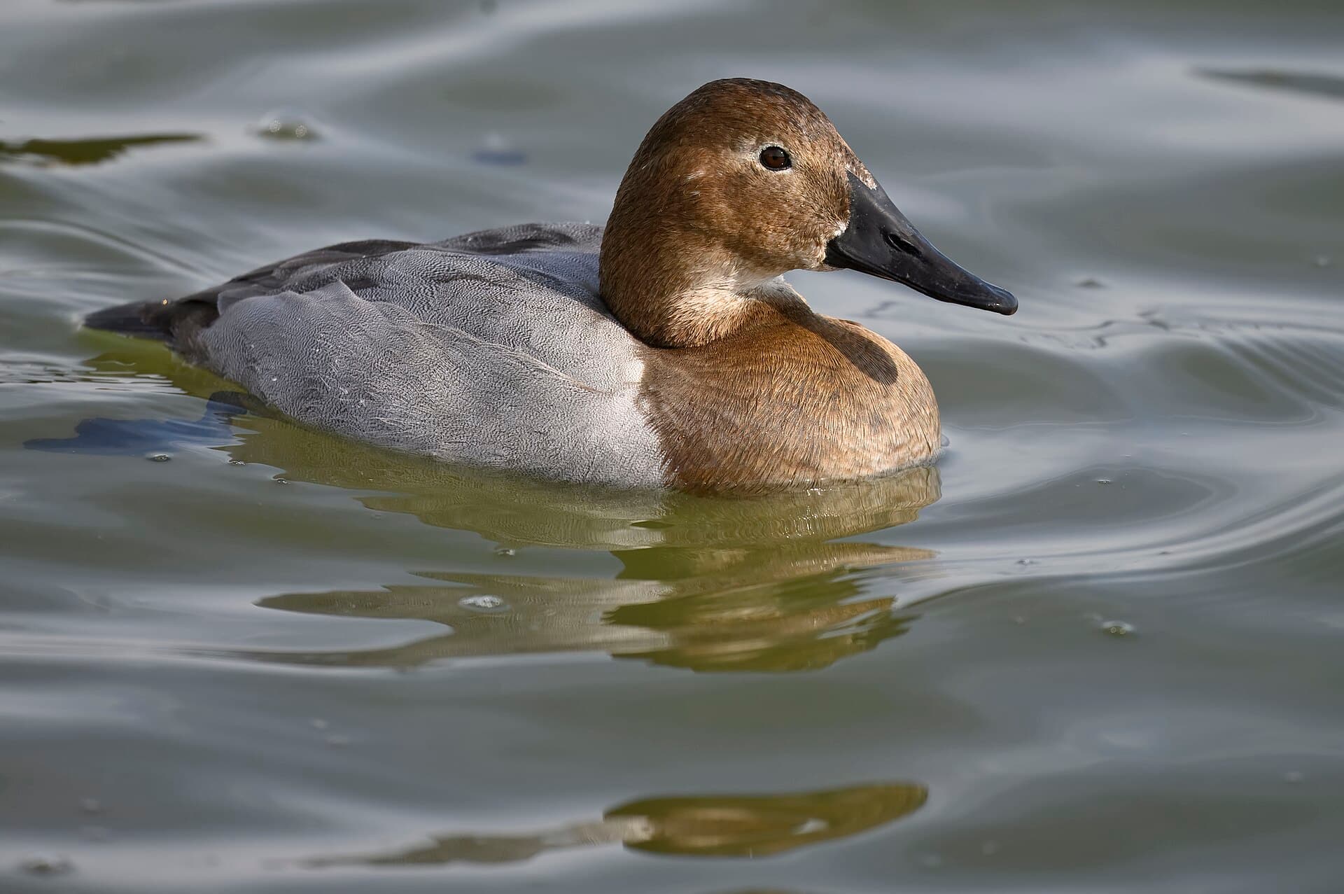 grote tafeleend (Aythya valisineria) - Canvasback oakley street 2.2.25 DSC 4313-topaz-rawdenoise