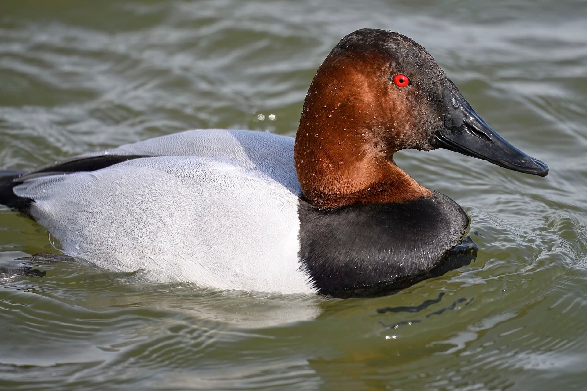 grote tafeleend (Aythya valisineria) - Canvasback oakley street 2.2.25 DSC 4282-topaz-rawdenoise