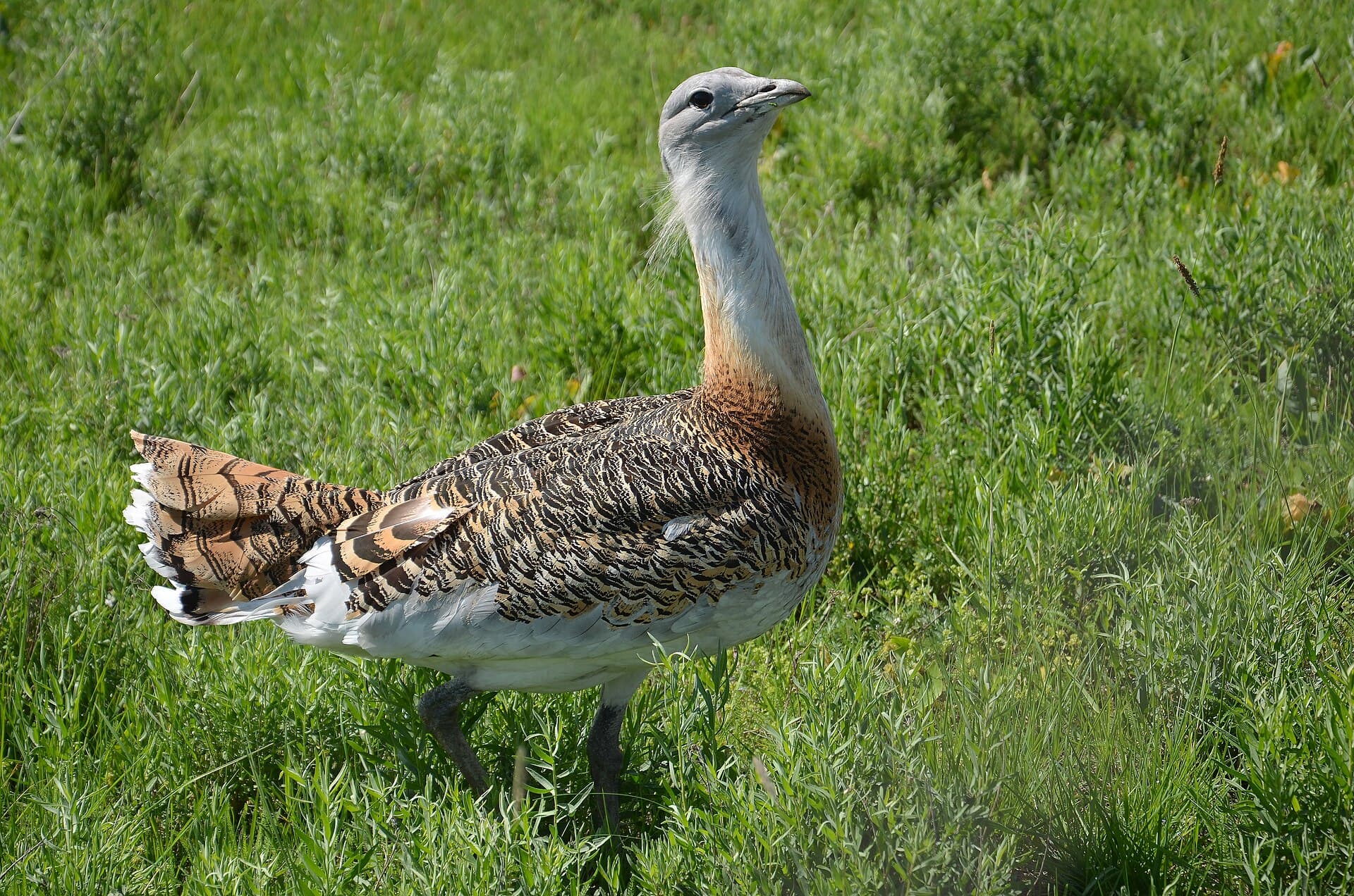 Grote Trap (Otis tarda) - Dévaványa, Hungary – Great bustard 01