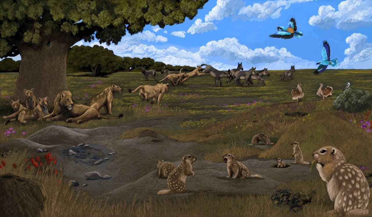 Grote Trap (Otis tarda) - Pannonian Basin early-mid Holocene