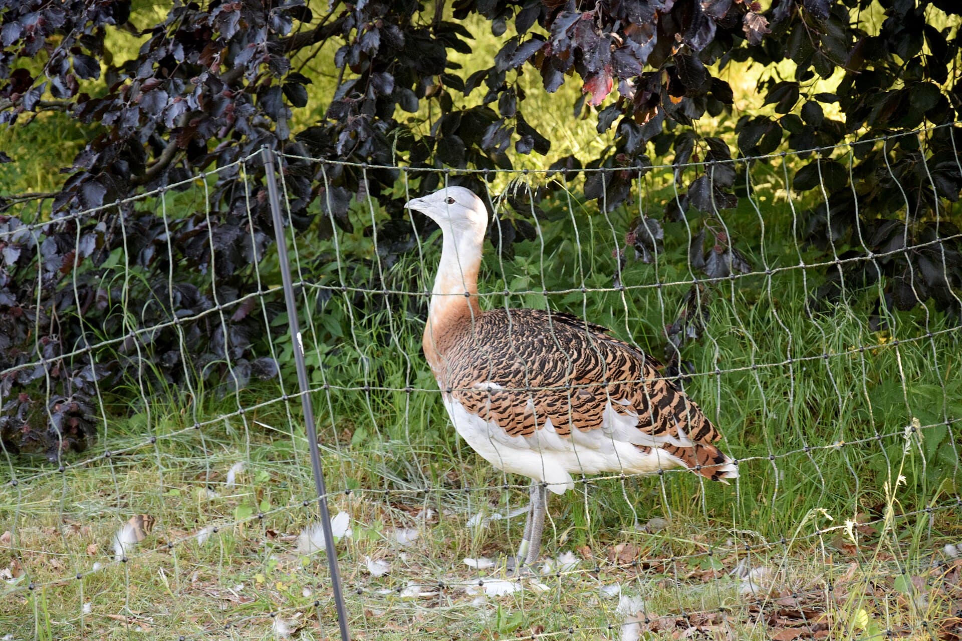 Grote Trap (Otis tarda) - Großtrappe Tierpark Berlin