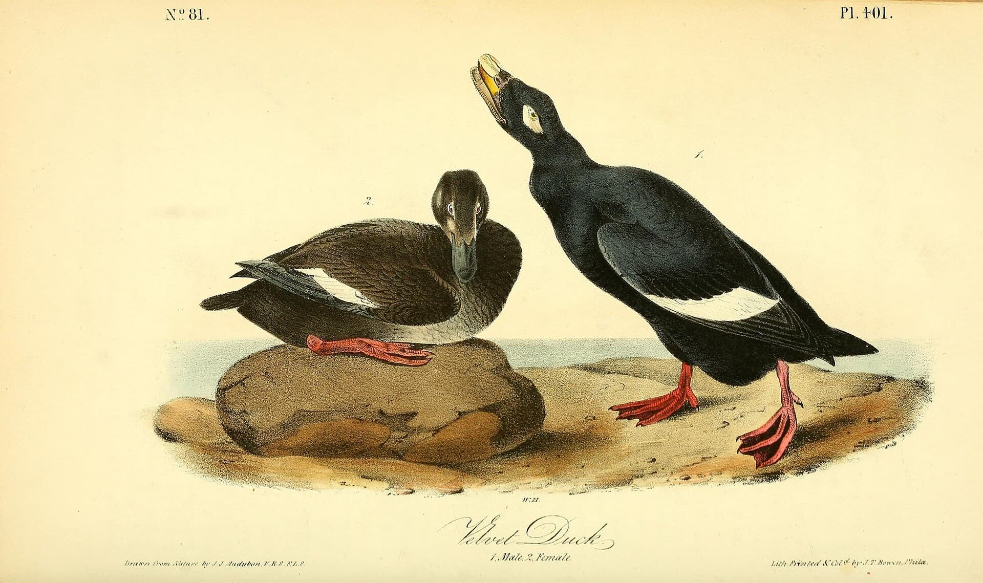 Grote Zeeëend (Melanitta fusca) - The birds of America (Pl. 401) (8591650191)