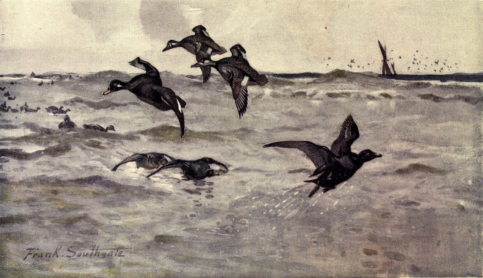 Grote Zeeëend (Melanitta fusca) - Notes of an East Coast Naturalist, image opposite p056