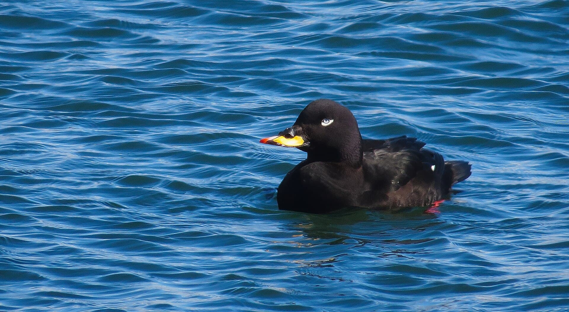 Grote Zeeëend (Melanitta fusca) - Melanitta fusca 1