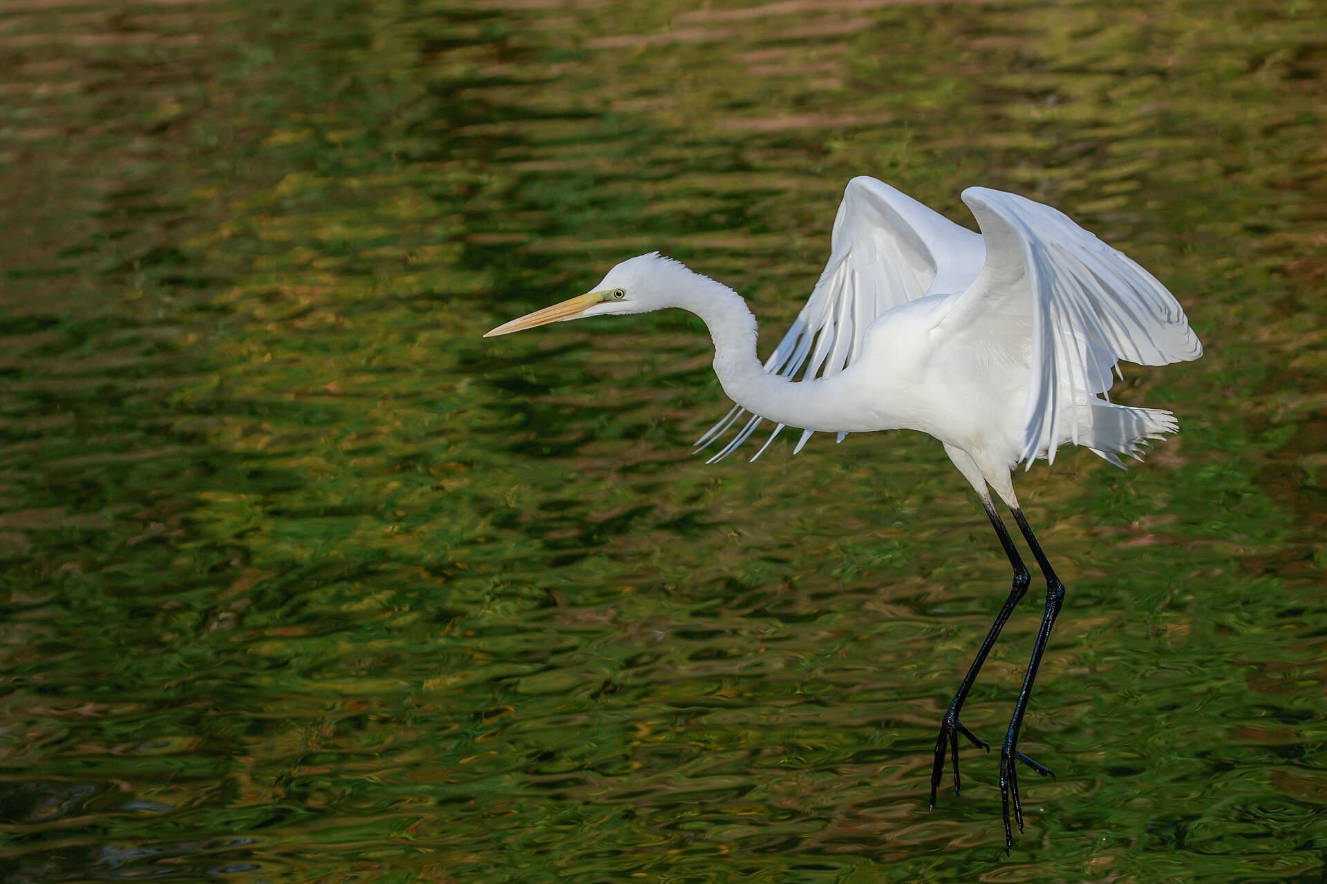 Grote Zilverreiger (Ardea alba) - Eastern great egret landing at Tennōji Park in Osaka, December 2016 - 753