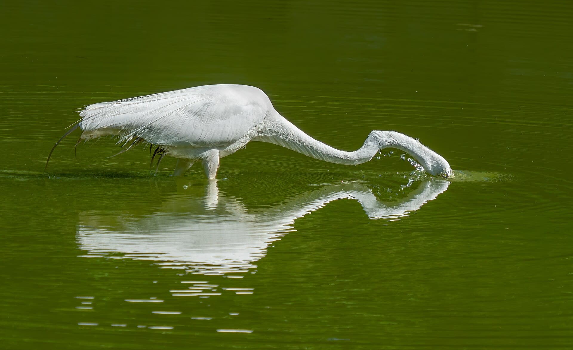 Grote Zilverreiger (Ardea alba) - Great egret in GWC (43539)