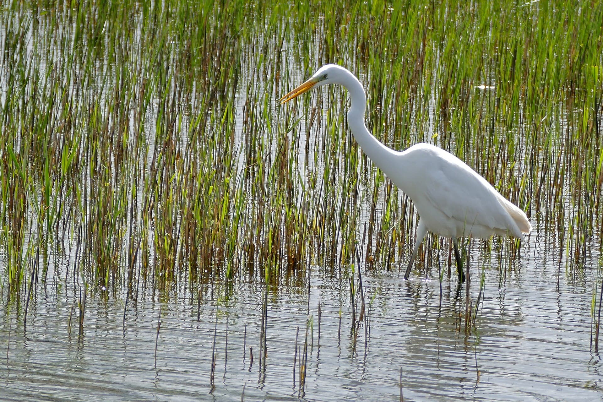Grote Zilverreiger (Ardea alba) - Great Egret (Ardea alba) (25562005404)