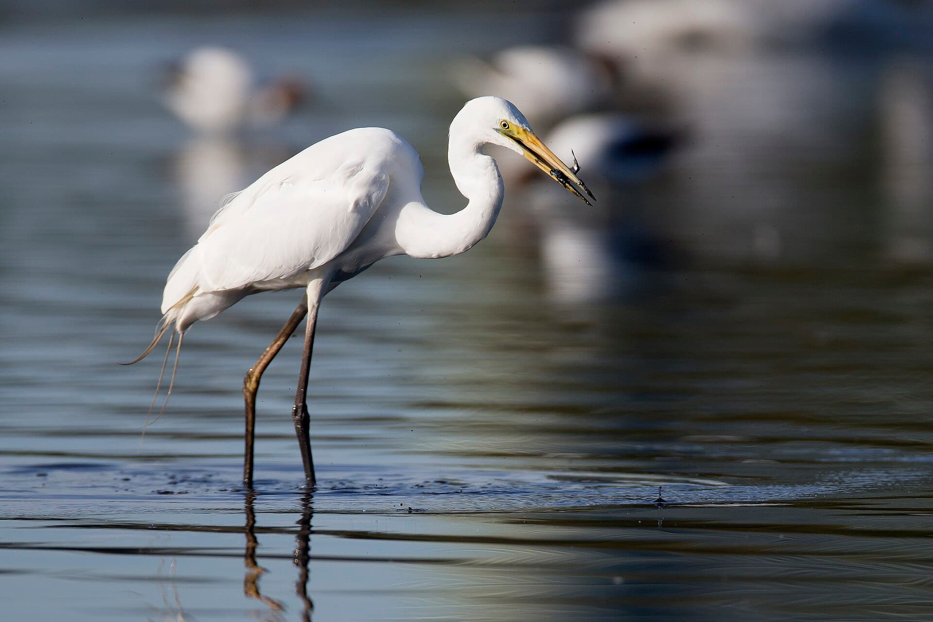 Grote Zilverreiger (Ardea alba) - Ardea alba - Sydney Olympic Park