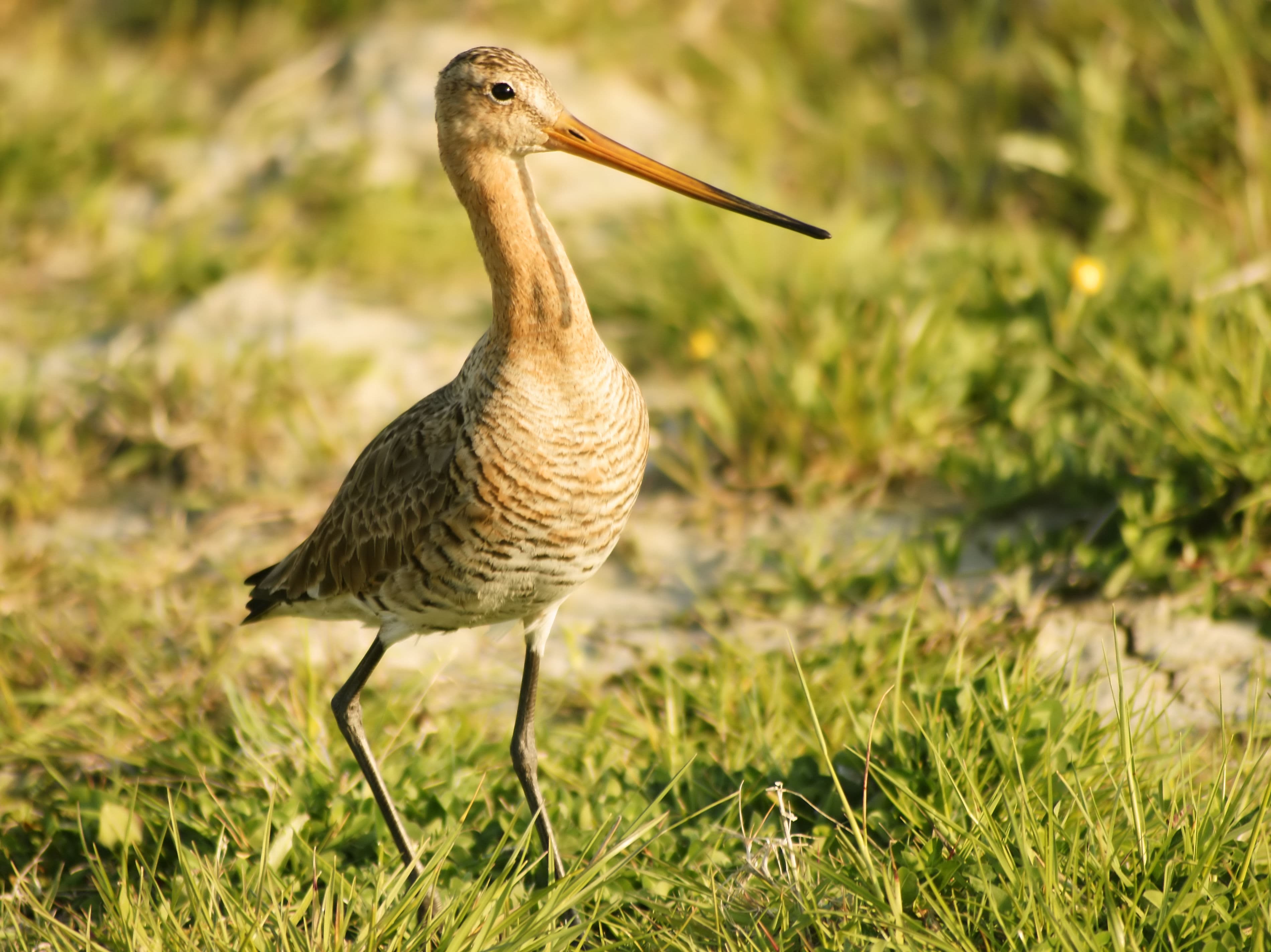 Grutto (Limosa limosa) - Limosa limosa (alerted)