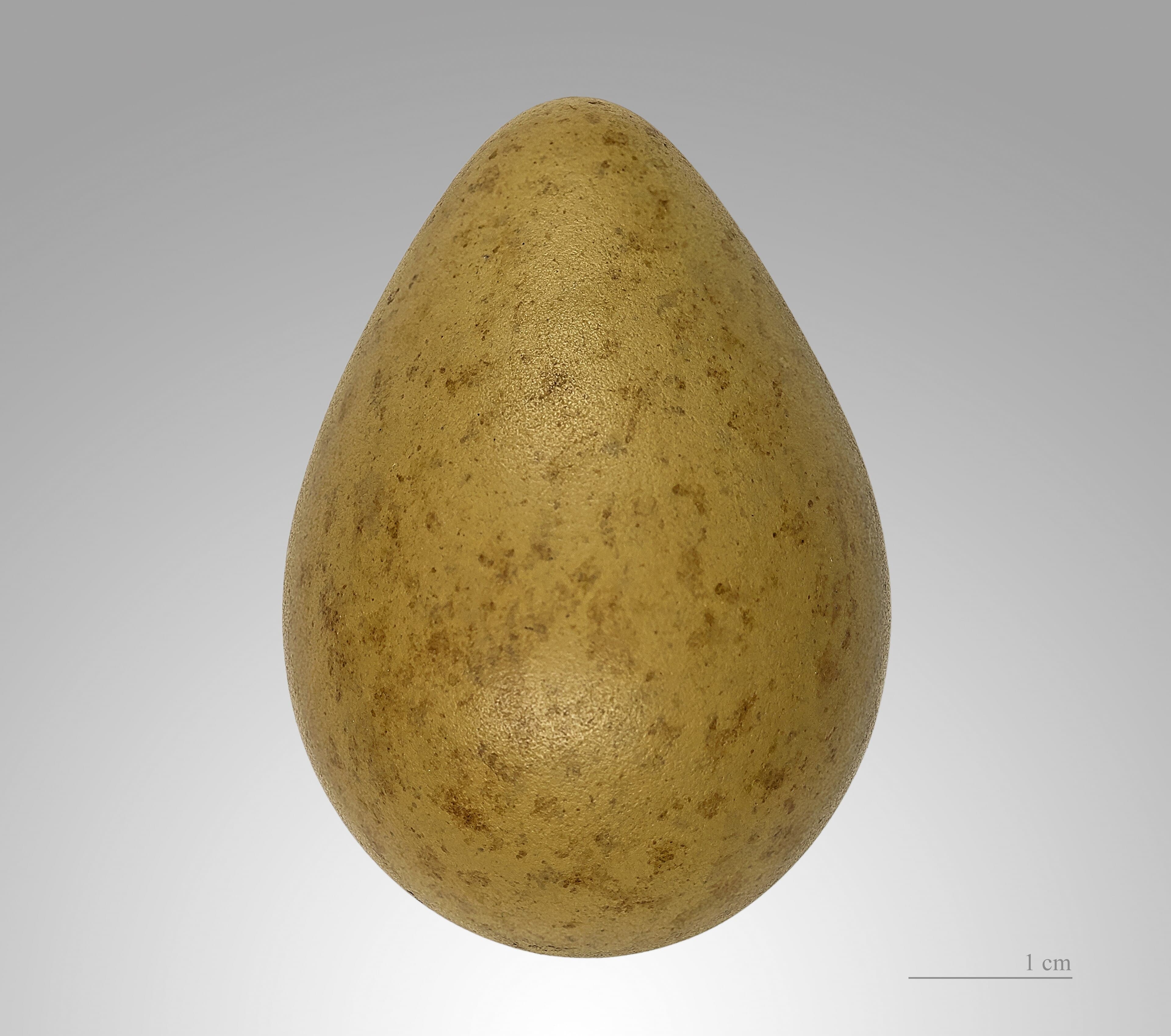 Grutto (Limosa limosa) - Limosa limosa MHNT