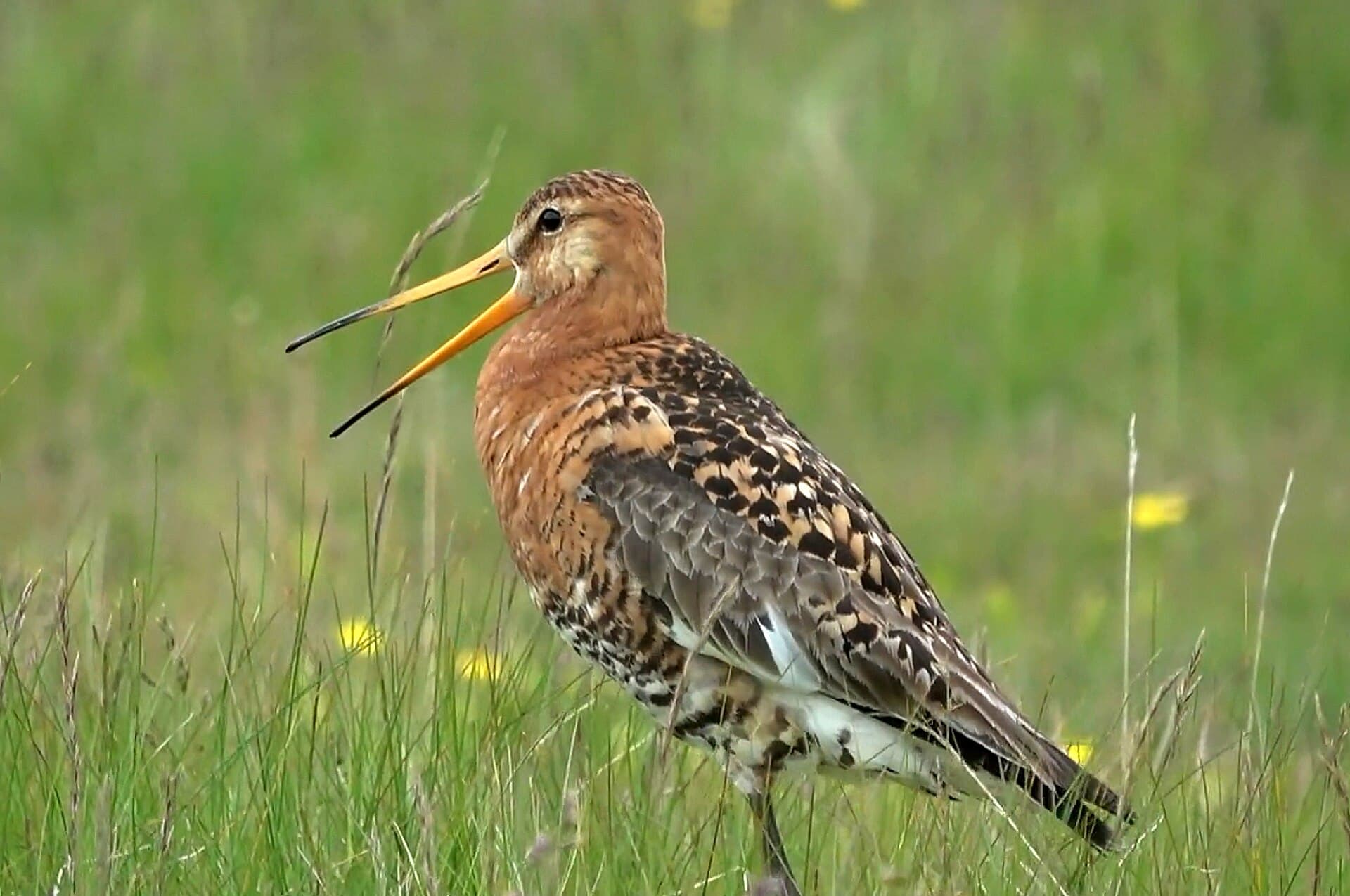 Grutto (Limosa limosa) - .00 2861 Uferschnepfe (Limosa limosa)
