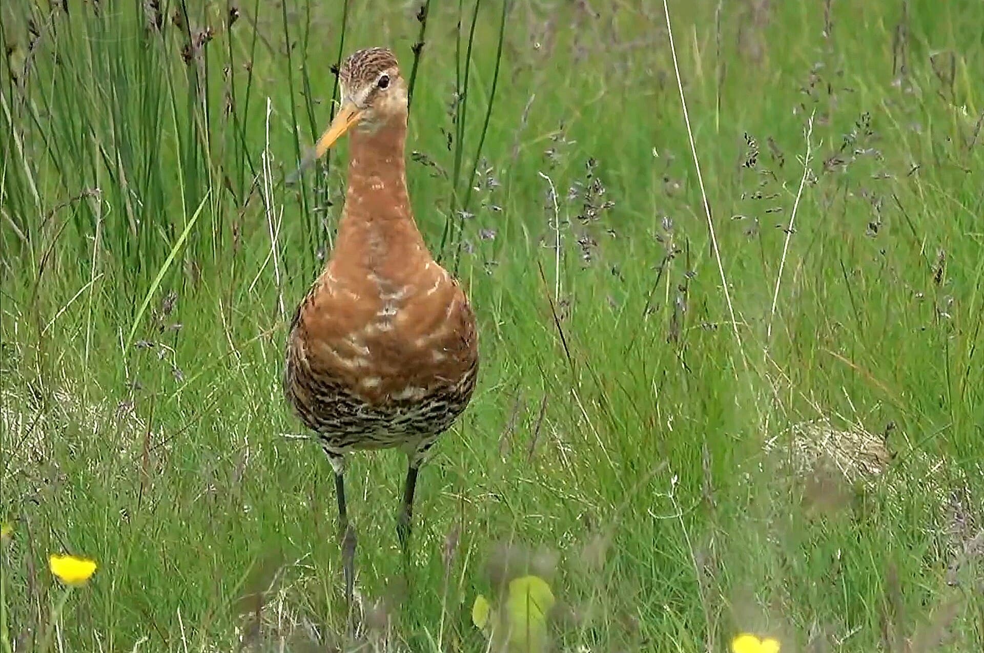 Grutto (Limosa limosa) - .00 2789 Uferschnepfe (Limosa limosa)