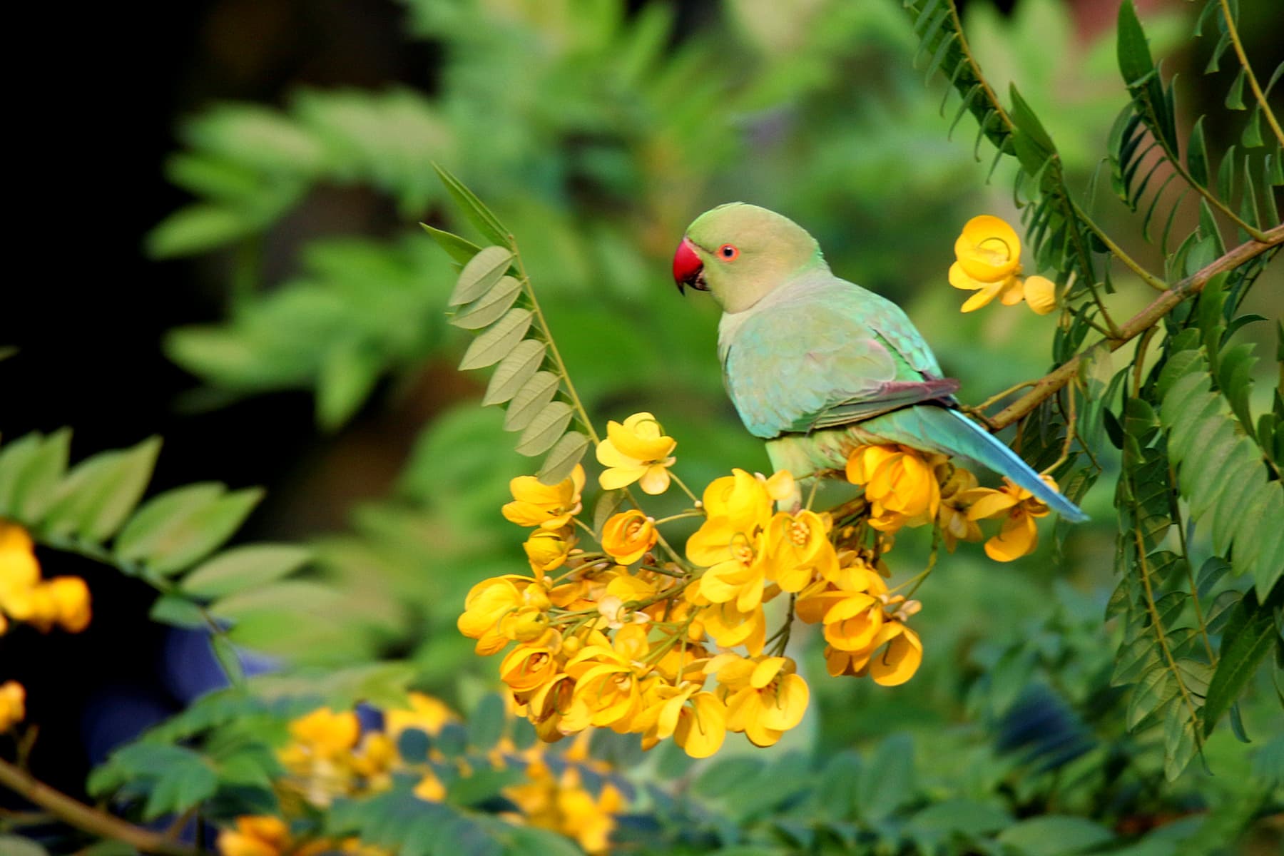 Halsbandparkiet (Psittacula krameri) - Rose-ringed parakeet Valley school Bangalore 2