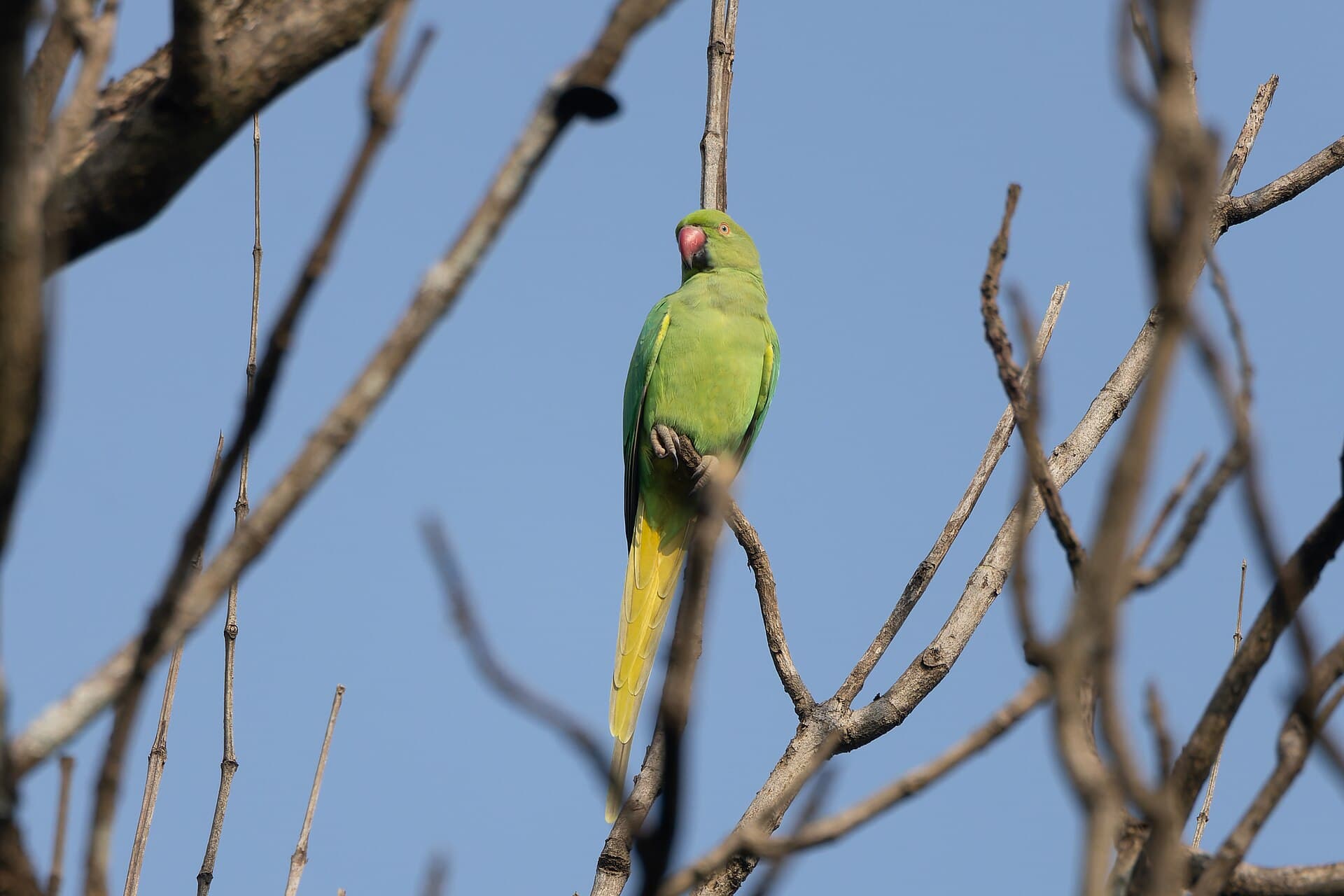 Halsbandparkiet (Psittacula krameri) - Rose-ringed parakeet by Tisha Mukherjee 02