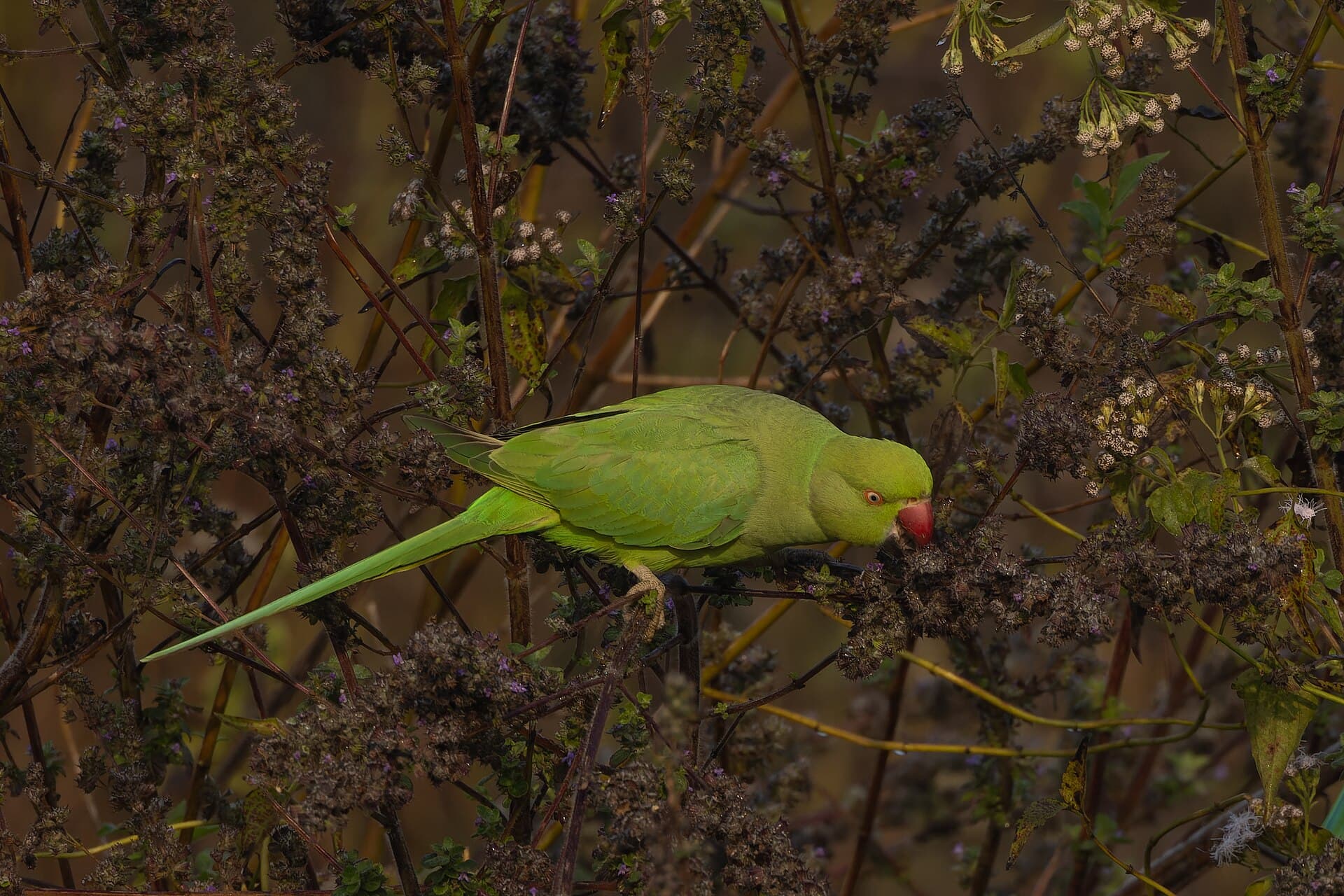 Halsbandparkiet (Psittacula krameri) - Rose-ringed Parakeet by Tisha Mukherjee 39
