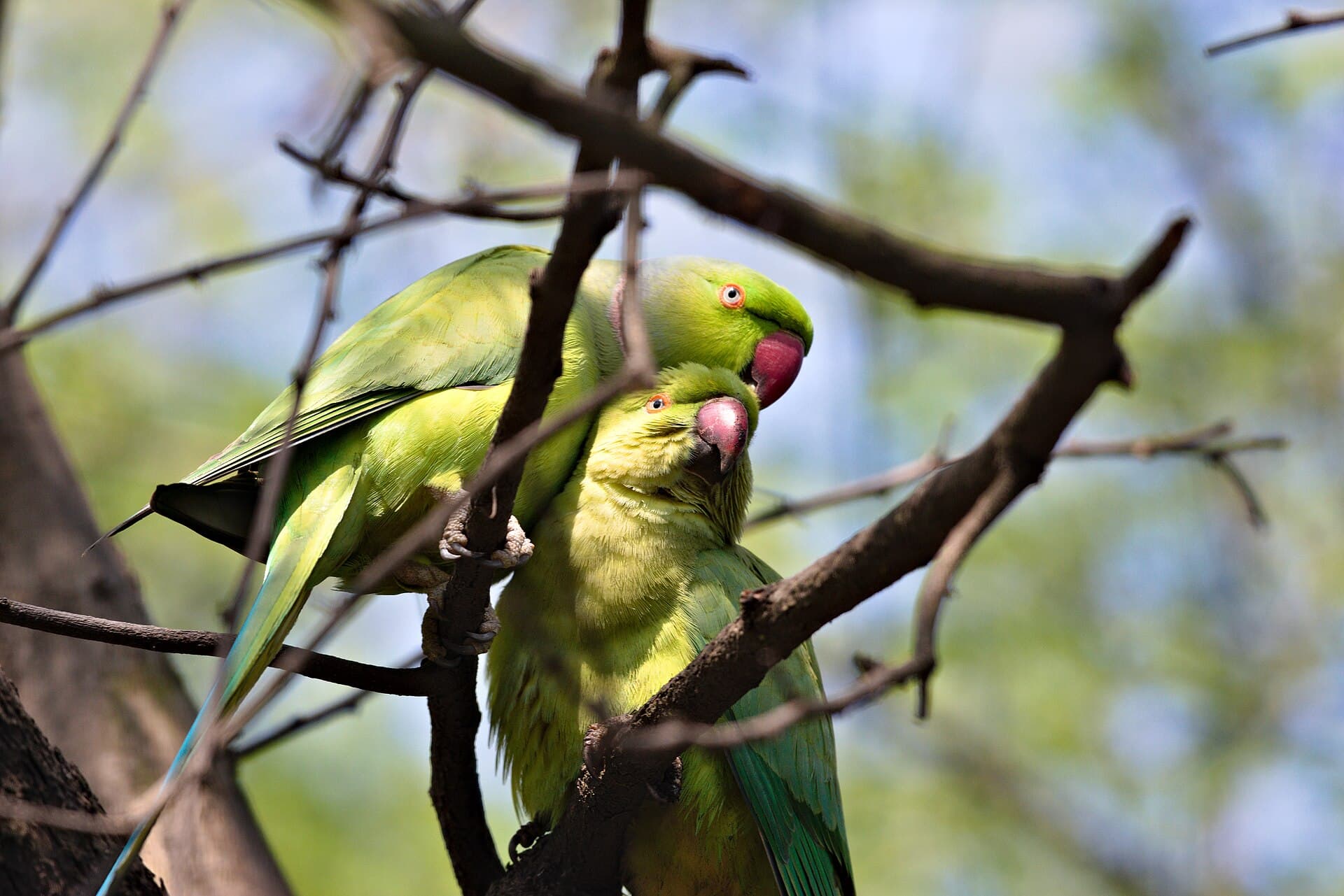 Halsbandparkiet (Psittacula krameri) - Rose-ringed parakeet pair at Keoladeo national park (Jan,2023) 14