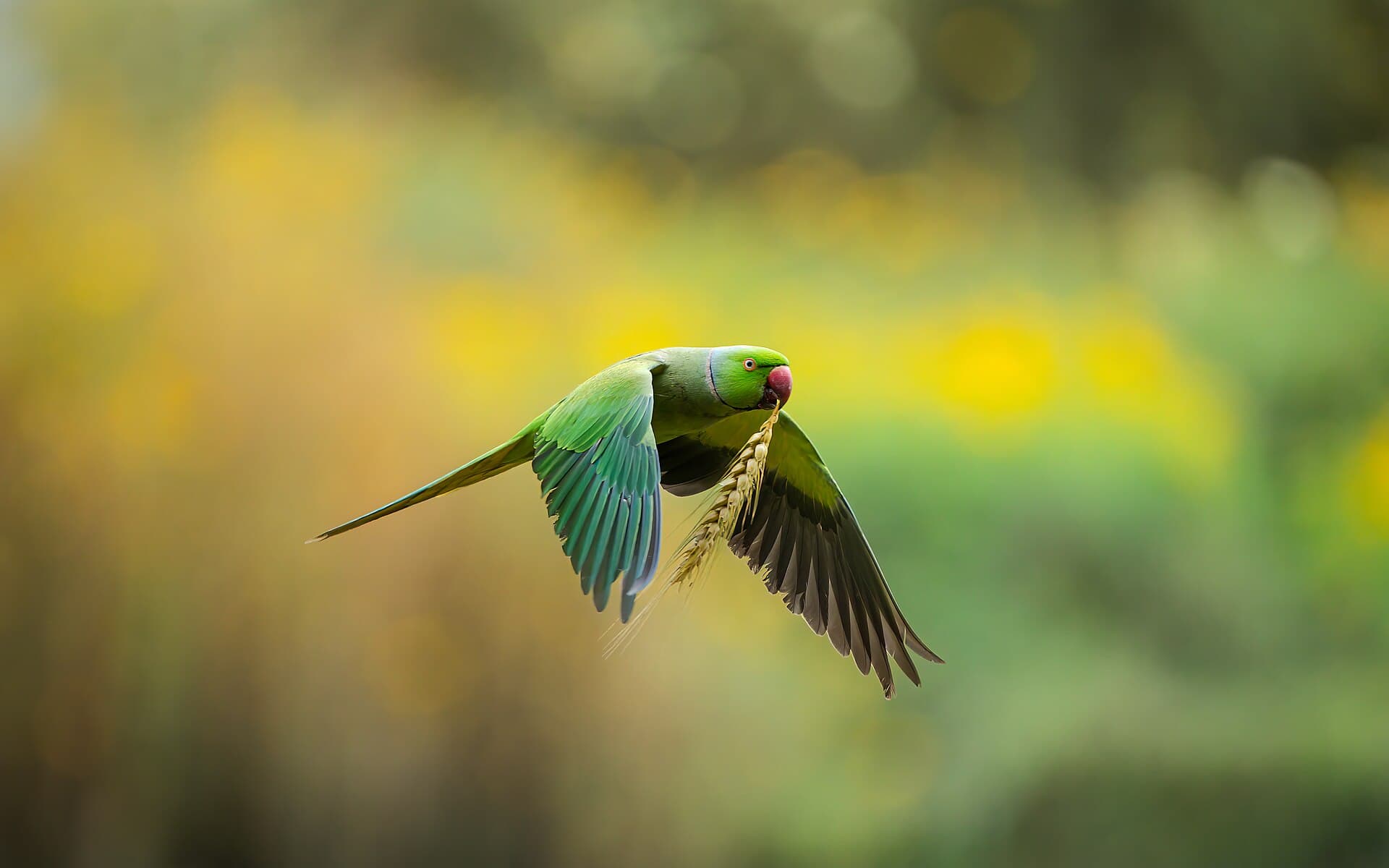Halsbandparkiet (Psittacula krameri) - The Rose Ringed Parakeet in flight