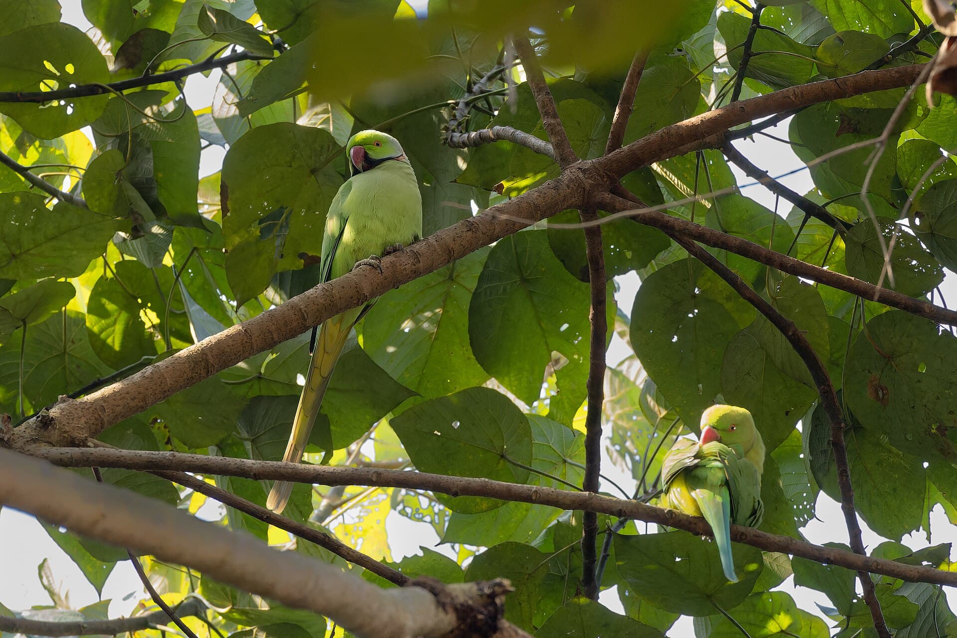 Halsbandparkiet (Psittacula krameri) - Rose-ringed Parakeet by Tisha Mukherjee 04