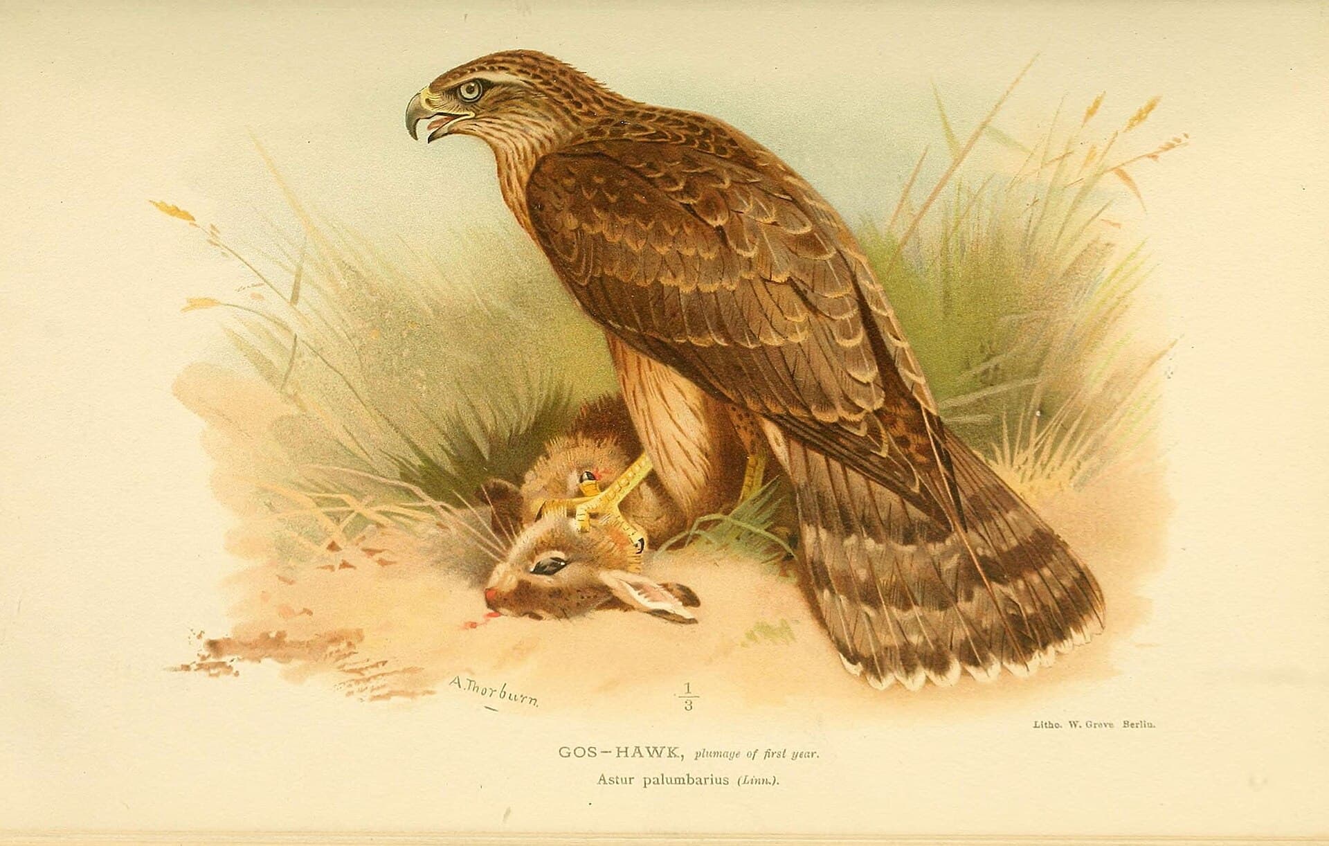 Havik (Accipiter gentilis) - Coloured figures of the birds of the British Islands - issued by Lord Lilford (6029169094)