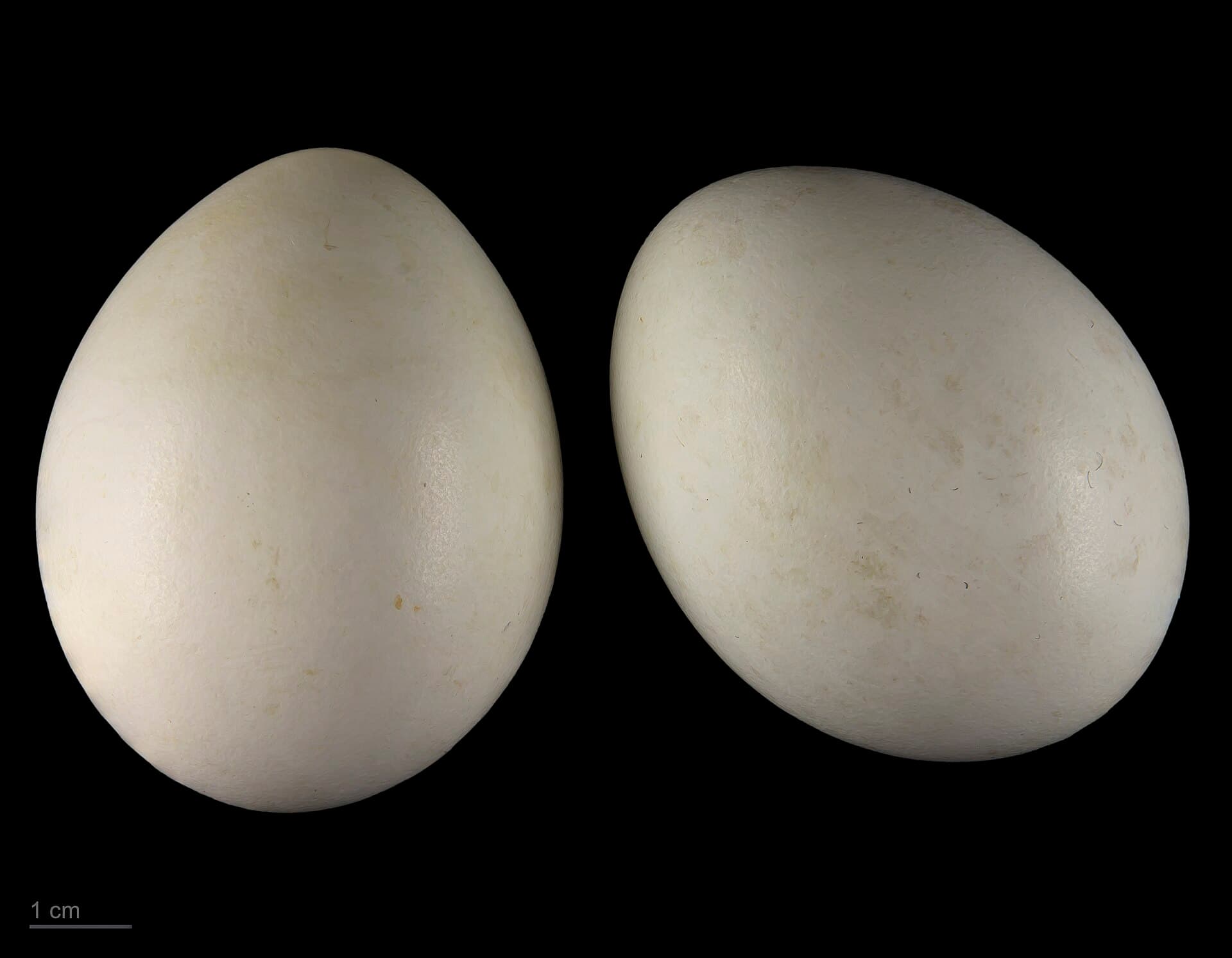 Havik (Accipiter gentilis) - Accipiter gentilis MHNT.ZOO.2010.11.84.2