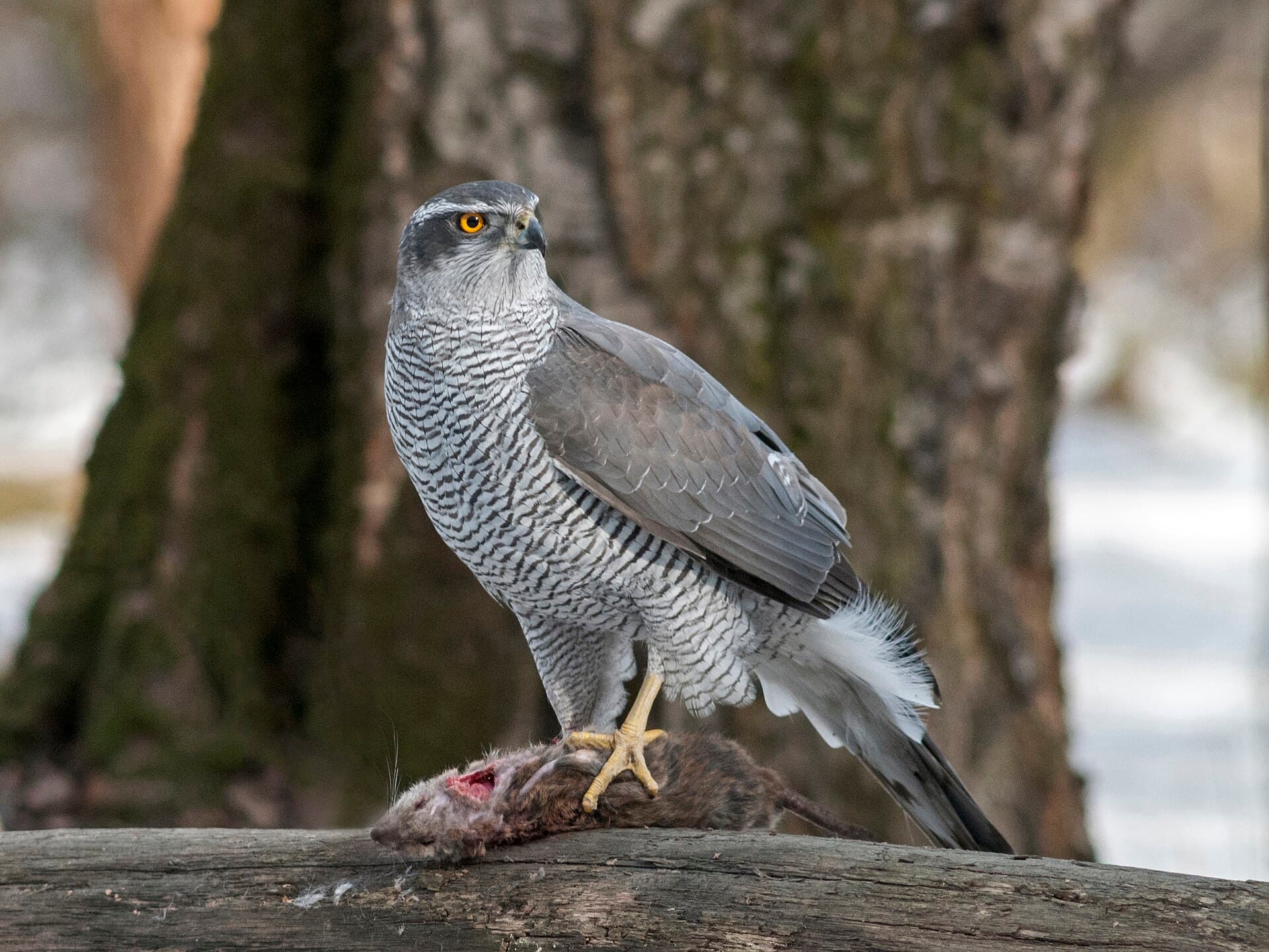 Havik (Accipiter gentilis) - DSC43940 A