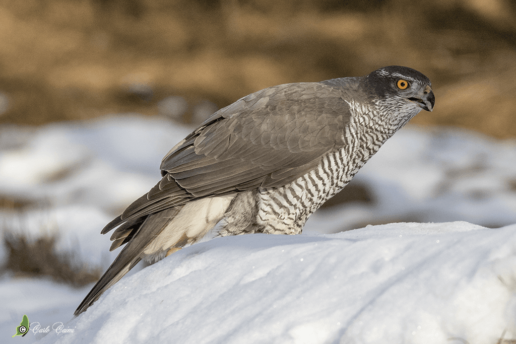 Havik (Accipiter gentilis) - Astore 1-Veneto (BL)