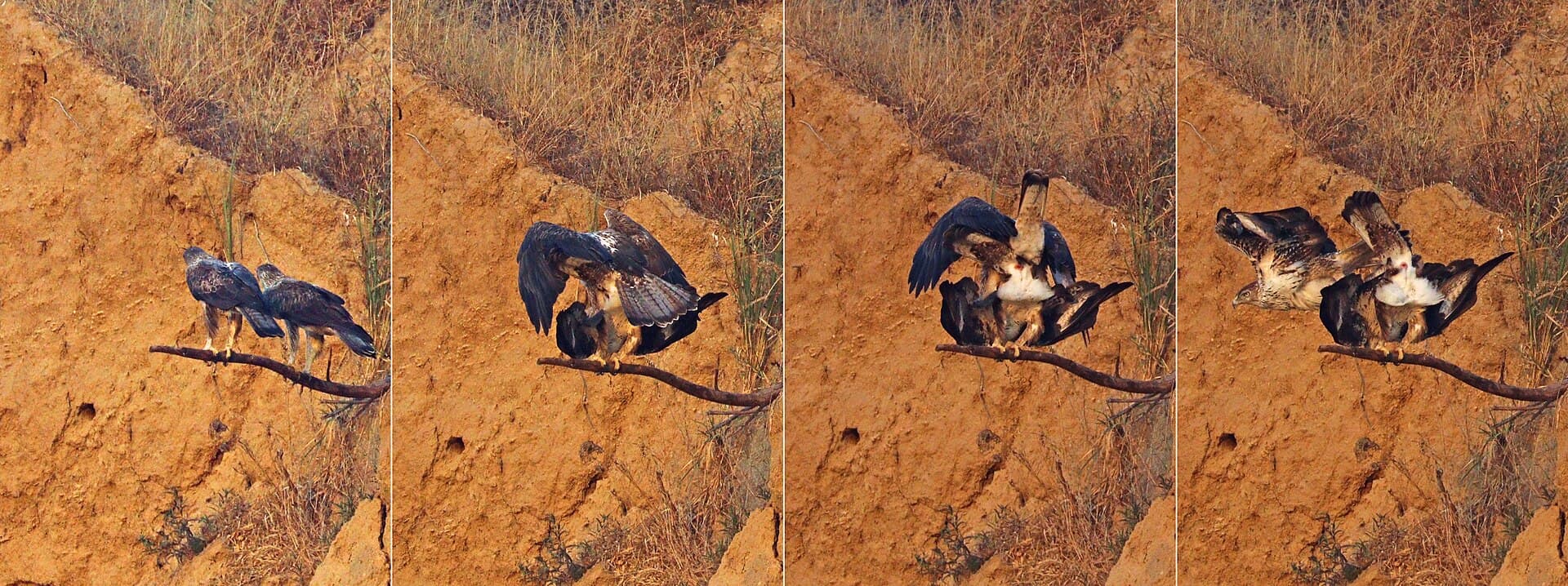 Havikarend (Aquila fasciata) - Bonelli's eagle (Aquila fasciata) mating composite