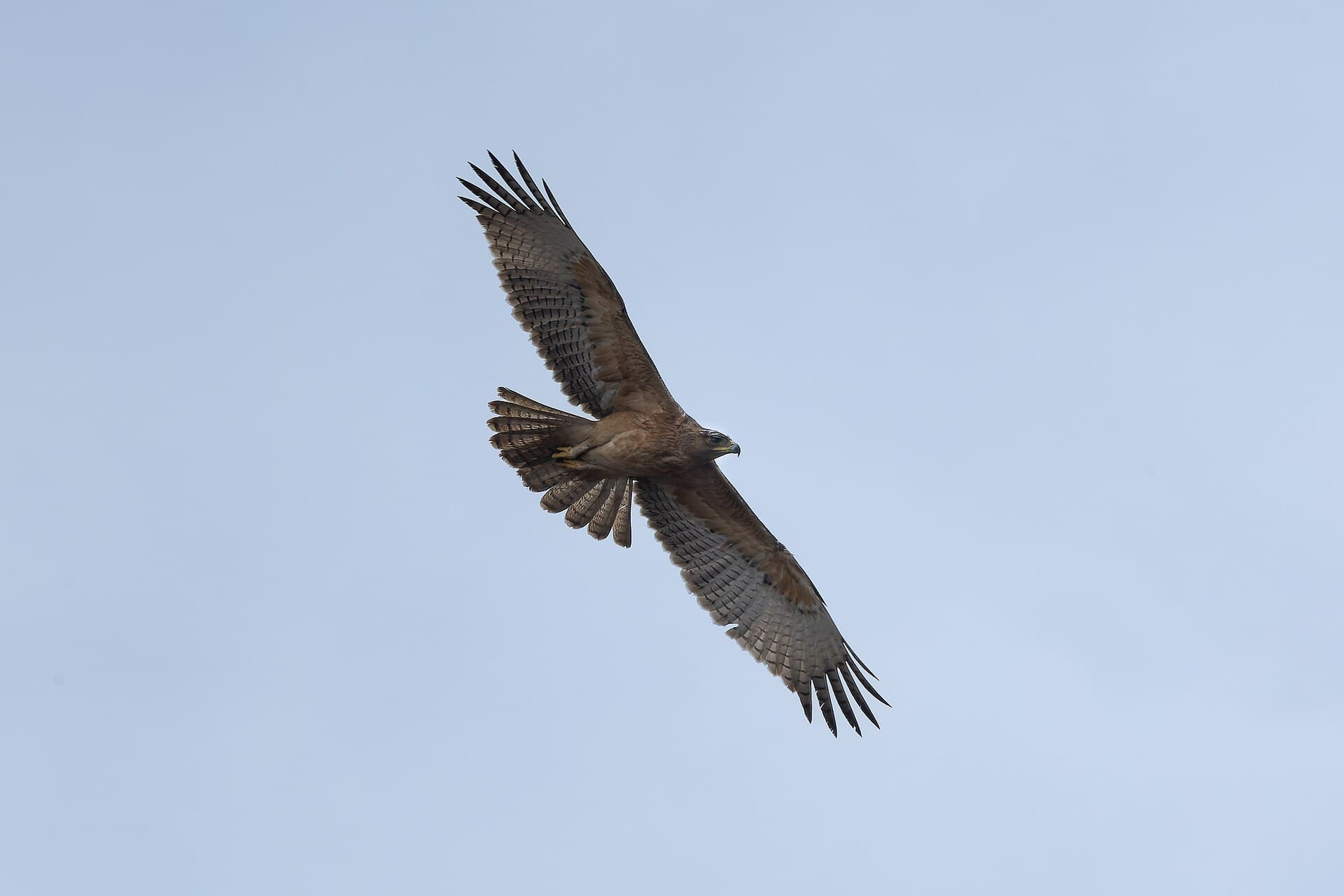 Havikarend (Aquila fasciata) - Bonelli's Eagle in Bhigwan August 2025 by Tisha Mukherjee 01