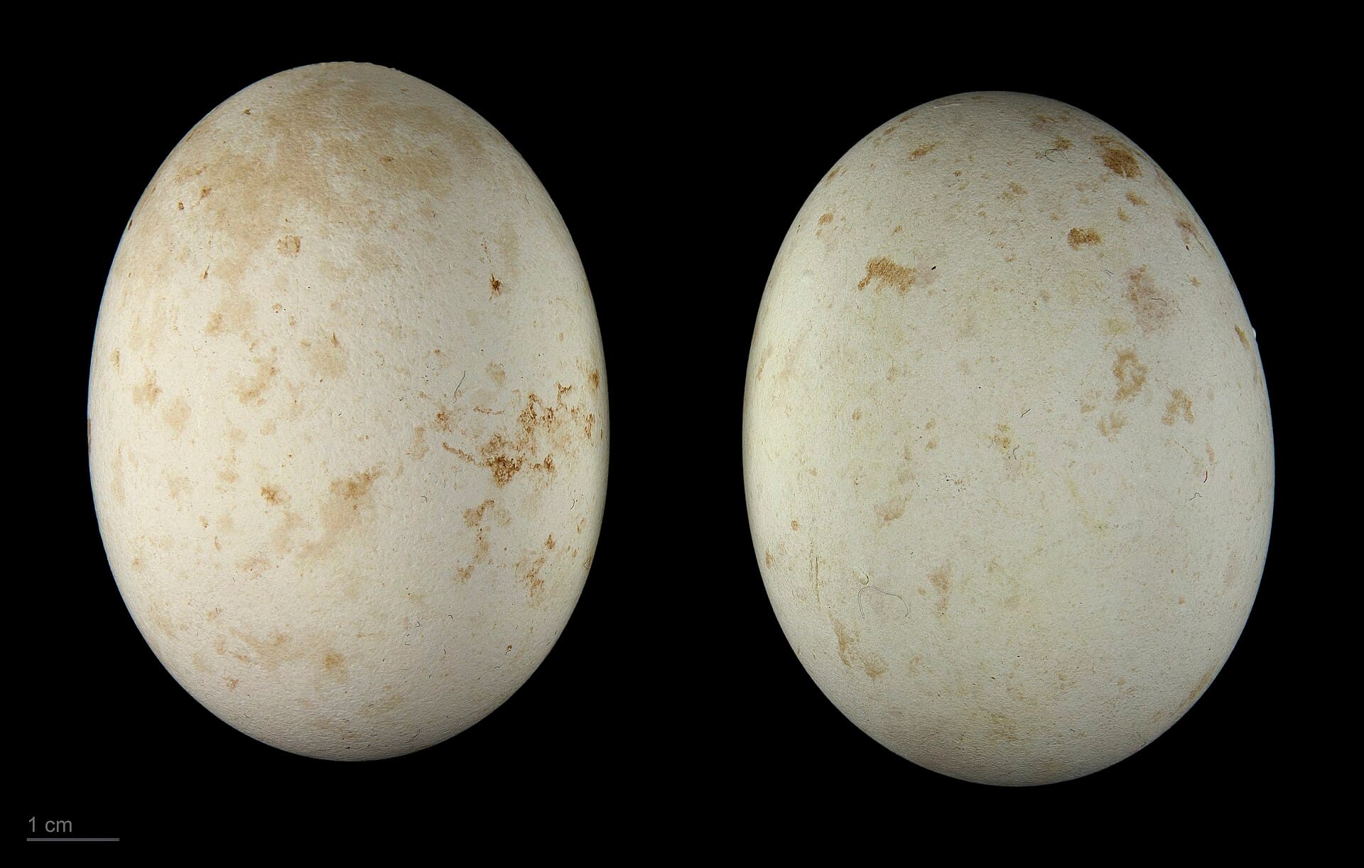 Havikarend (Aquila fasciata) - Aquila fasciata MHNT.ZOO.2010.11.81.2