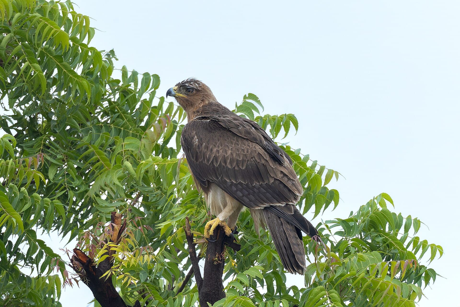 Havikarend (Aquila fasciata) - Bonelli's Eagle in Bhigwan August 2025 by Tisha Mukherjee 04