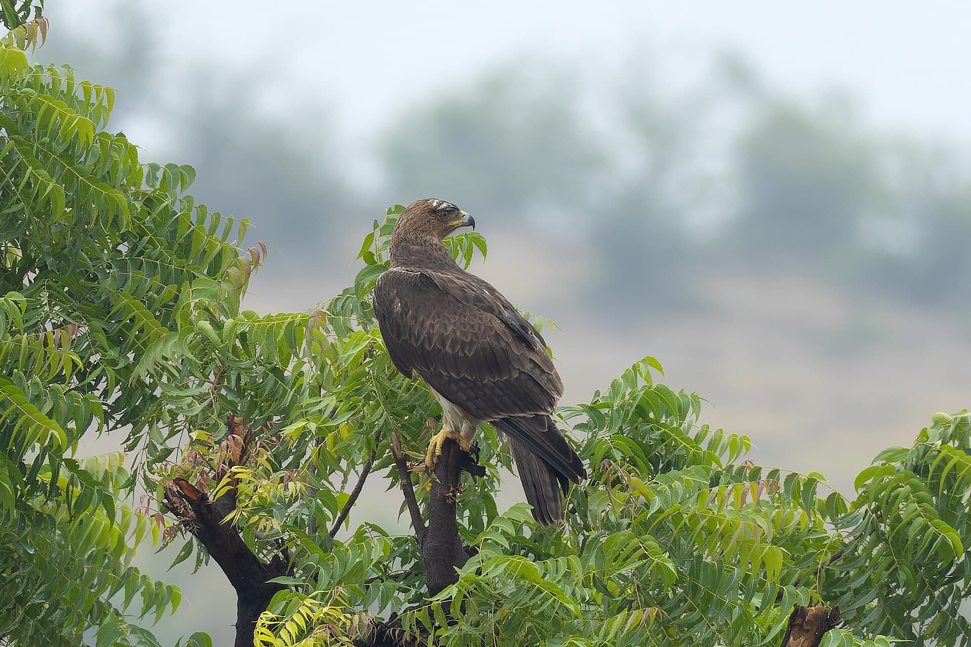 Havikarend (Aquila fasciata) - Bonelli's Eagle in Bhigwan August 2025 by Tisha Mukherjee 02