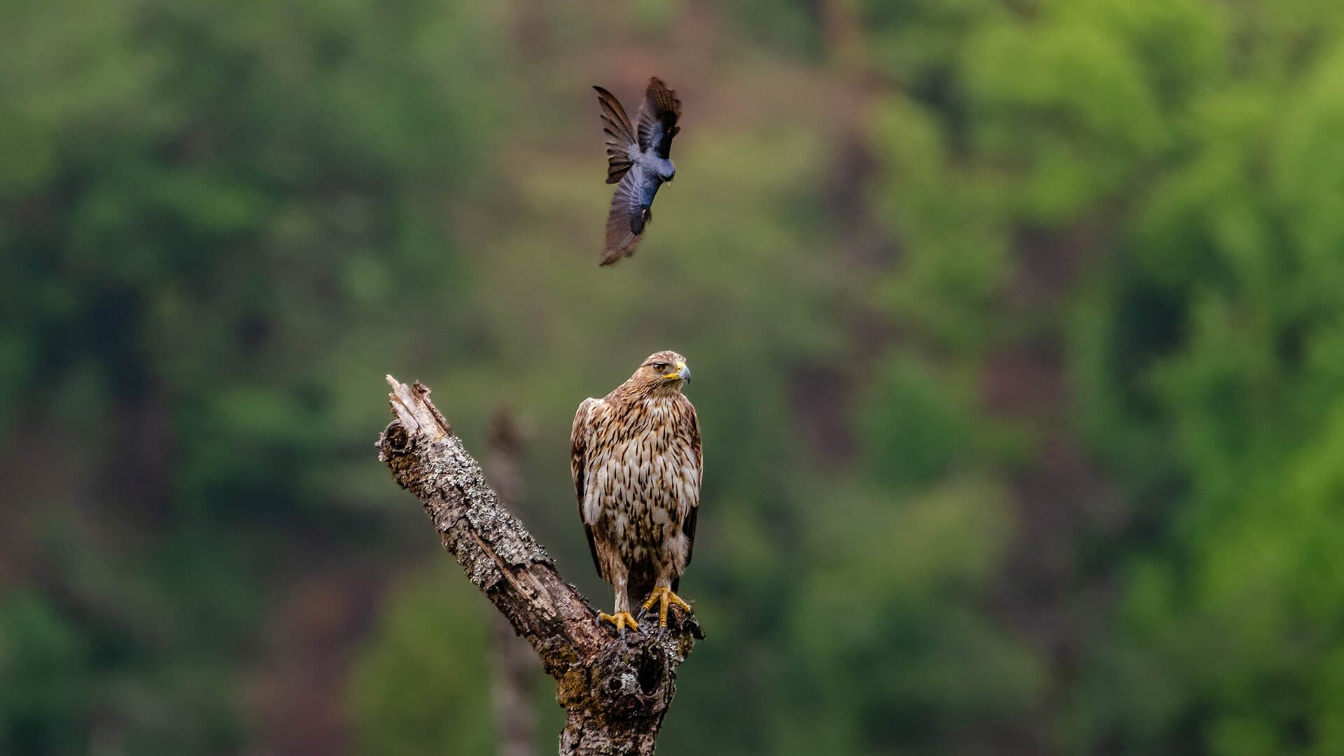 Havikarend (Aquila fasciata) - Mobbing the Raptor