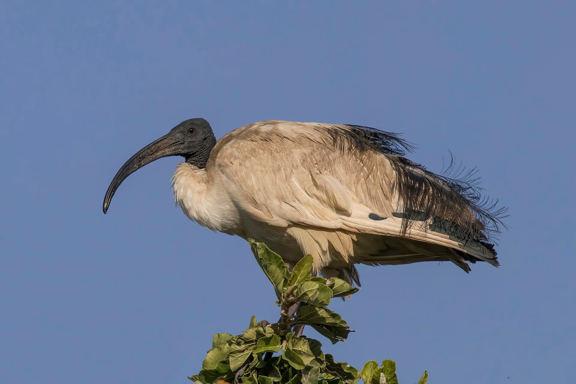 Heilige Ibis (Threskiornis aethiopicus) - Sacred ibis (Threskiornis aethiopicus)