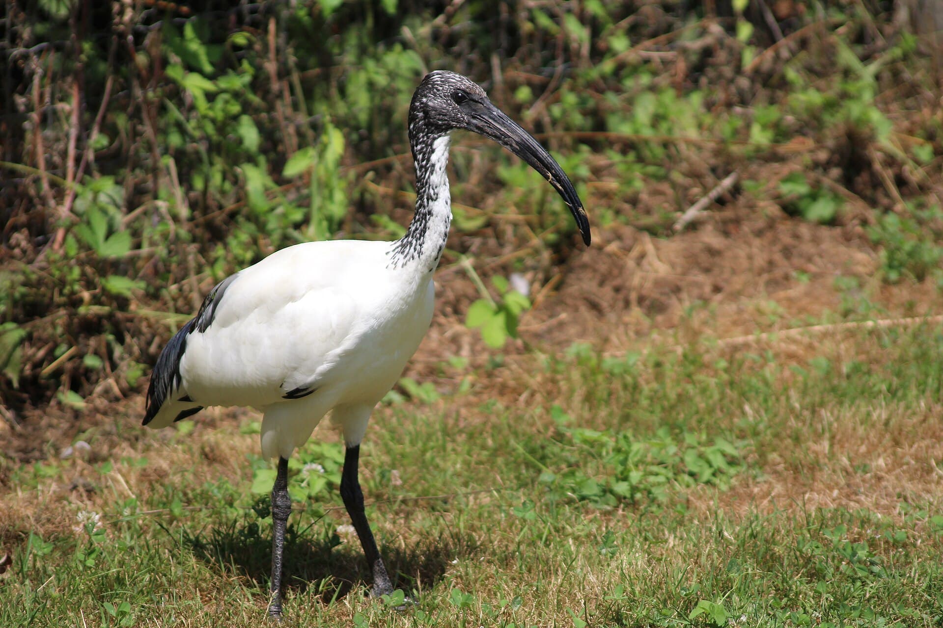 Heilige Ibis (Threskiornis aethiopicus) - Threskiornis aethiopicus 2671