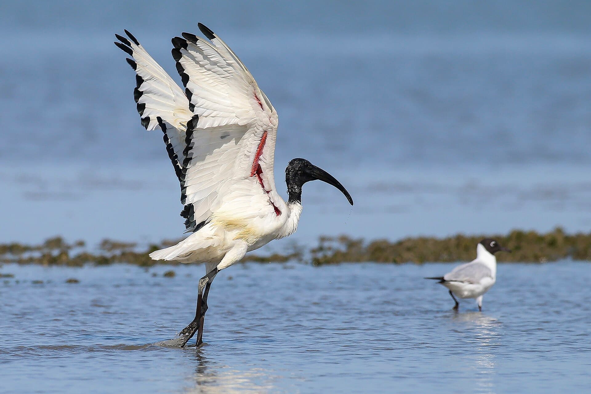 Heilige Ibis (Threskiornis aethiopicus) - Ibis sacro