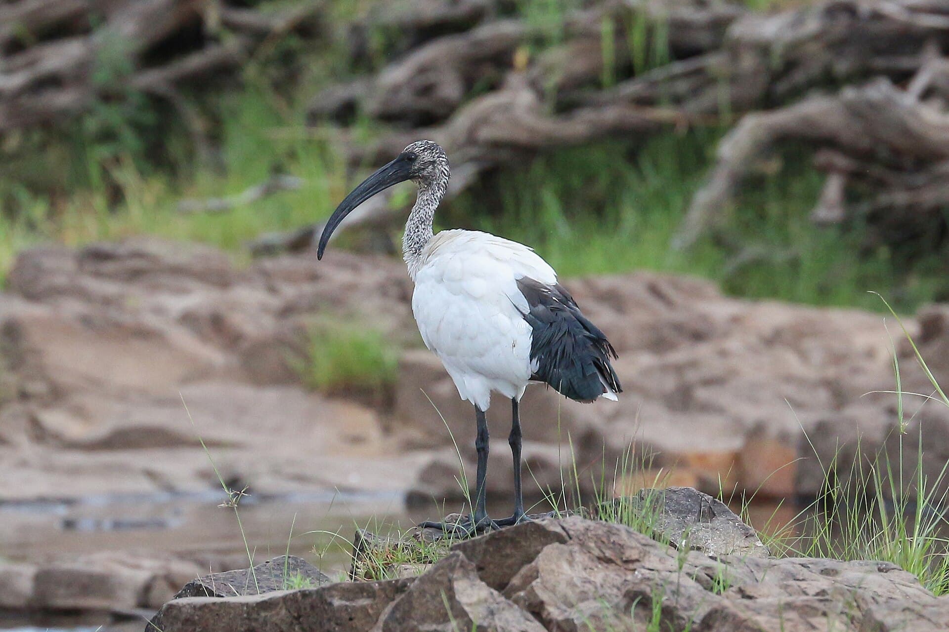 Heilige Ibis (Threskiornis aethiopicus) - African sacred ibis in Zimbabwe