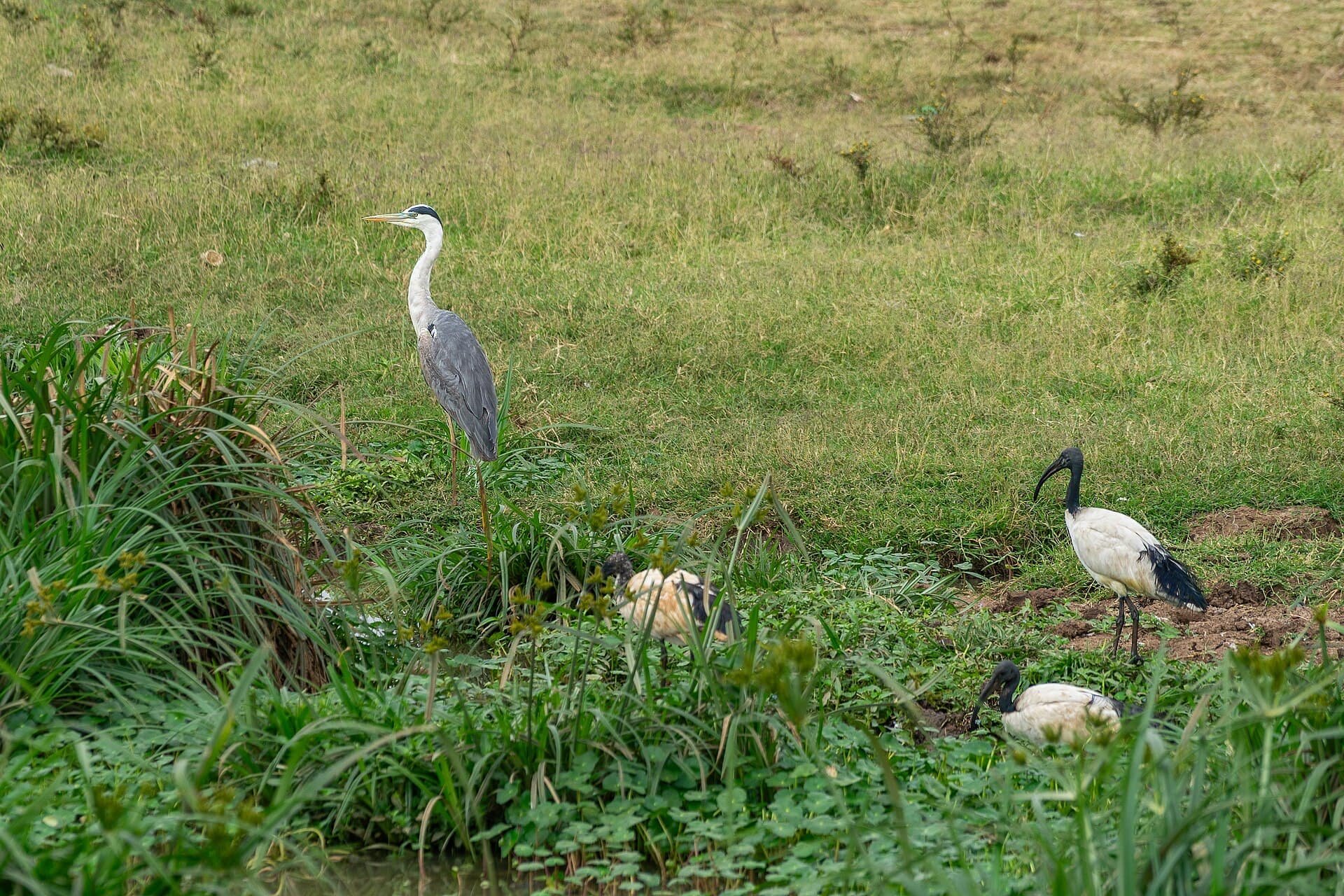 Heilige Ibis (Threskiornis aethiopicus) - Nairobi National Park, Kenya (53274425420)