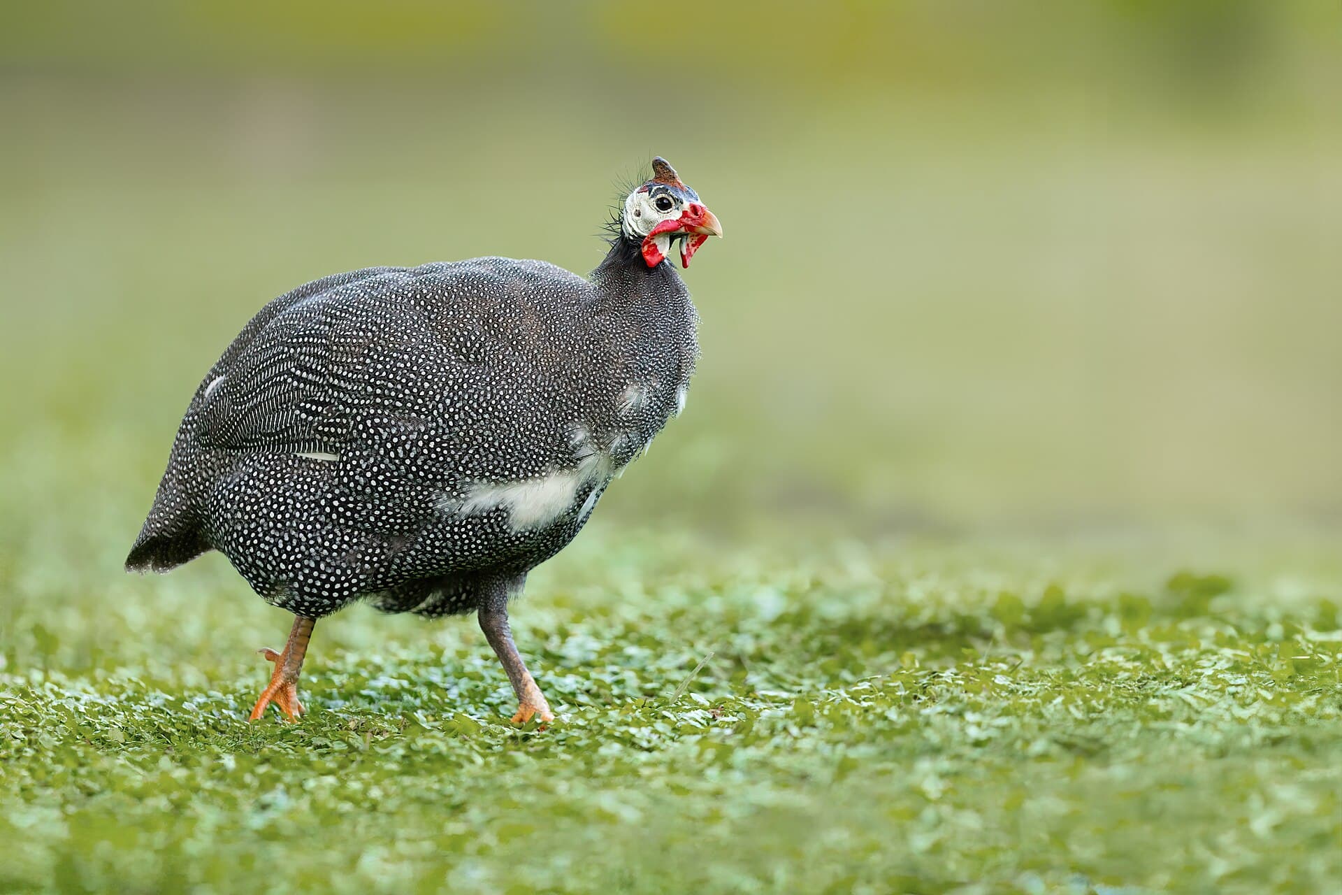 Helmparelhoen (Numida meleagris) - Helmeted Guineafowl 0A2A3989
