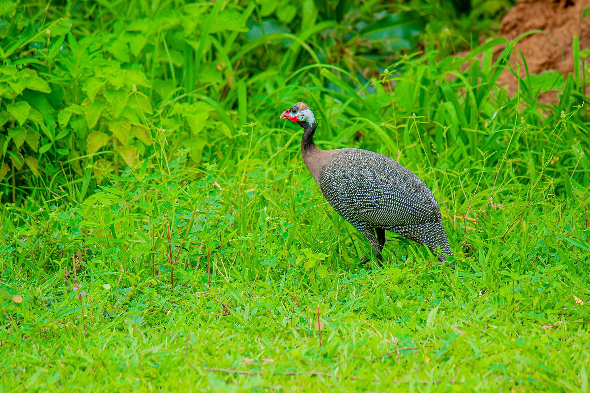Helmparelhoen (Numida meleagris) - Guinea fowl at Mole National Park