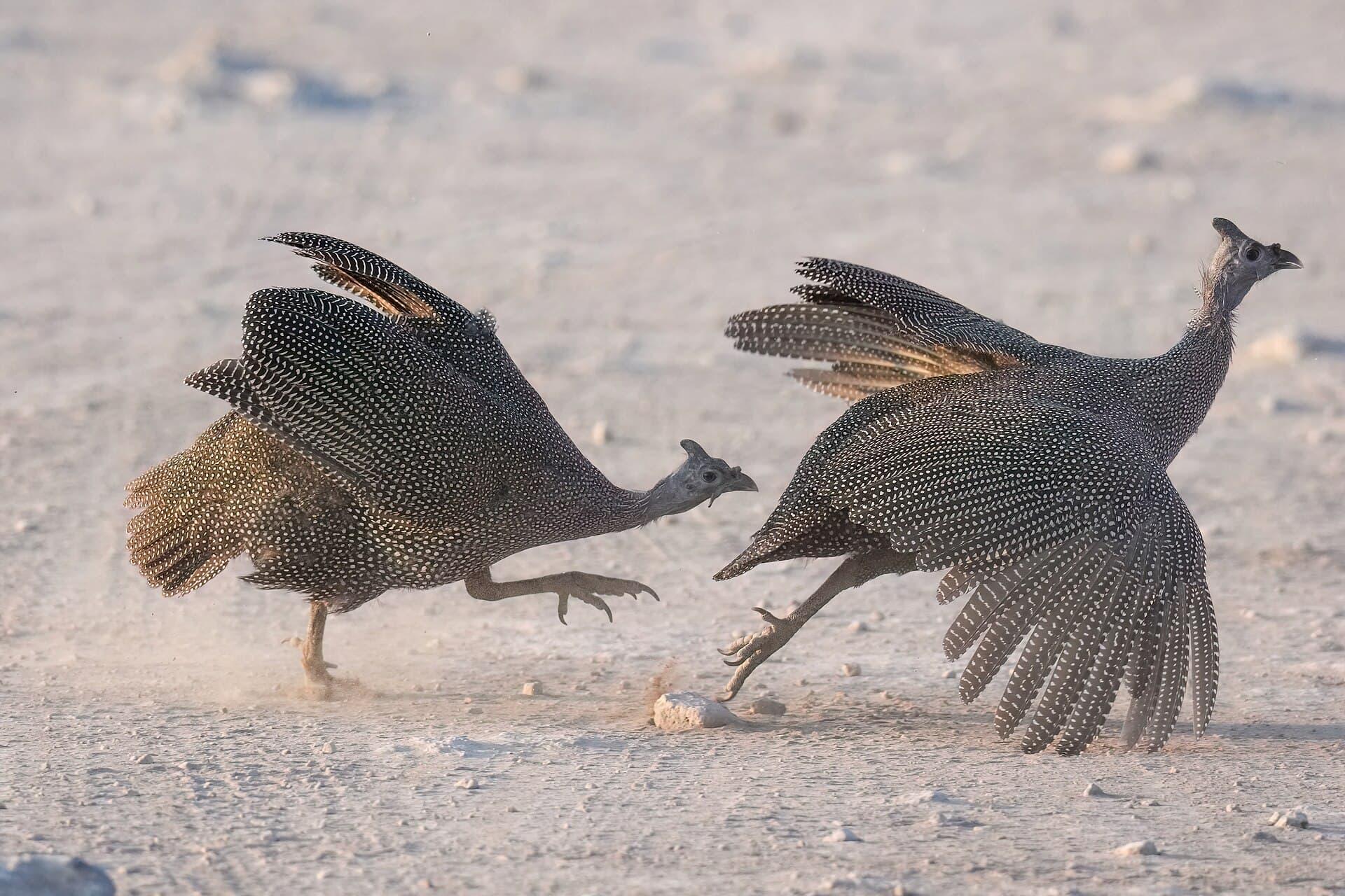 Helmparelhoen (Numida meleagris) - 177 Helmeted guinea fowl fighting in Etosha National Park Photo by Giles Laurent
