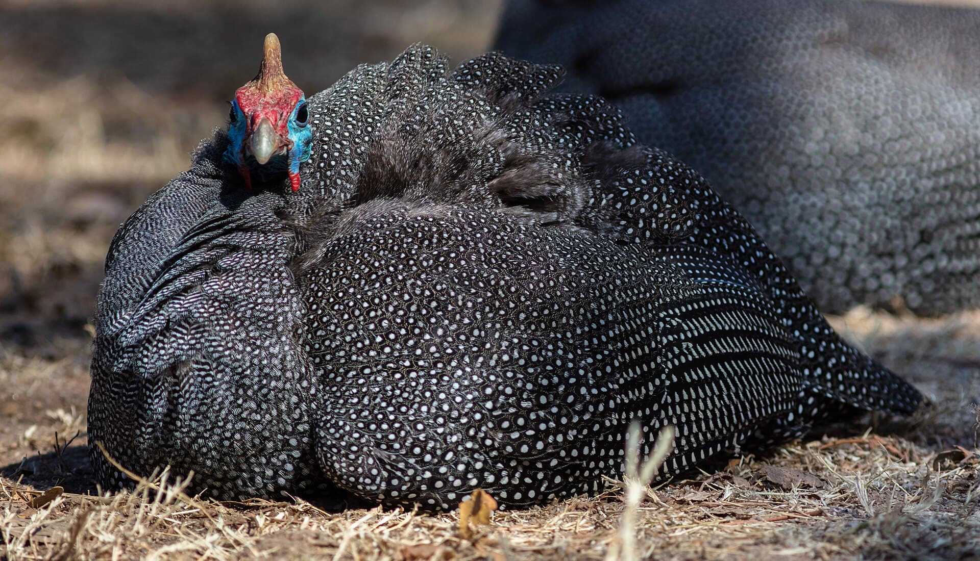 Helmparelhoen (Numida meleagris) - Gallina de Guinea (Numida meleagris), parque nacional Kruger, Sudáfrica, 2018-07-25, DD 49