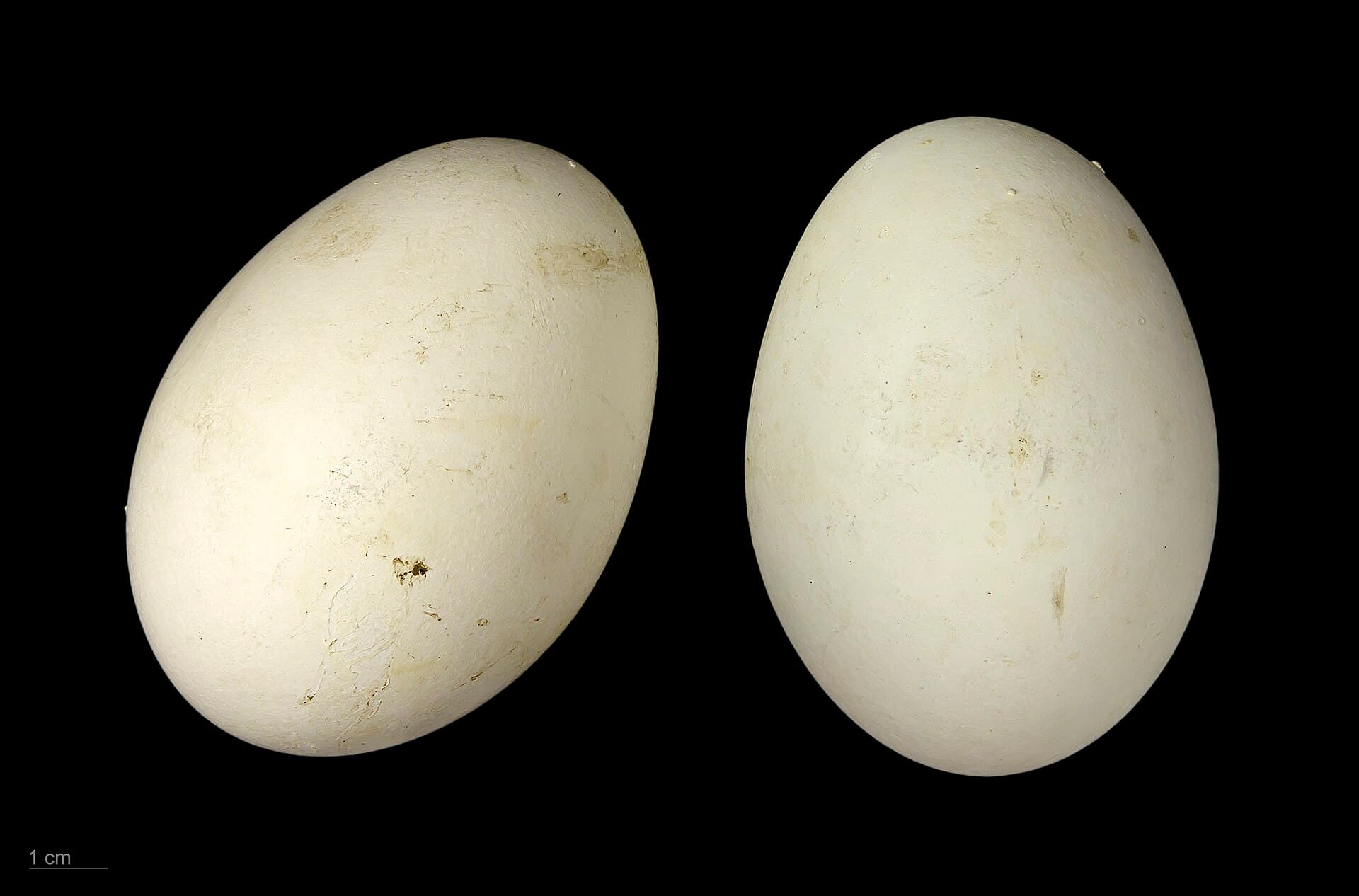 Hoendergans (Cereopsis novaehollandiae) - Cereopsis novaehollandiae MHNT.ZOO.2010.11.15.6