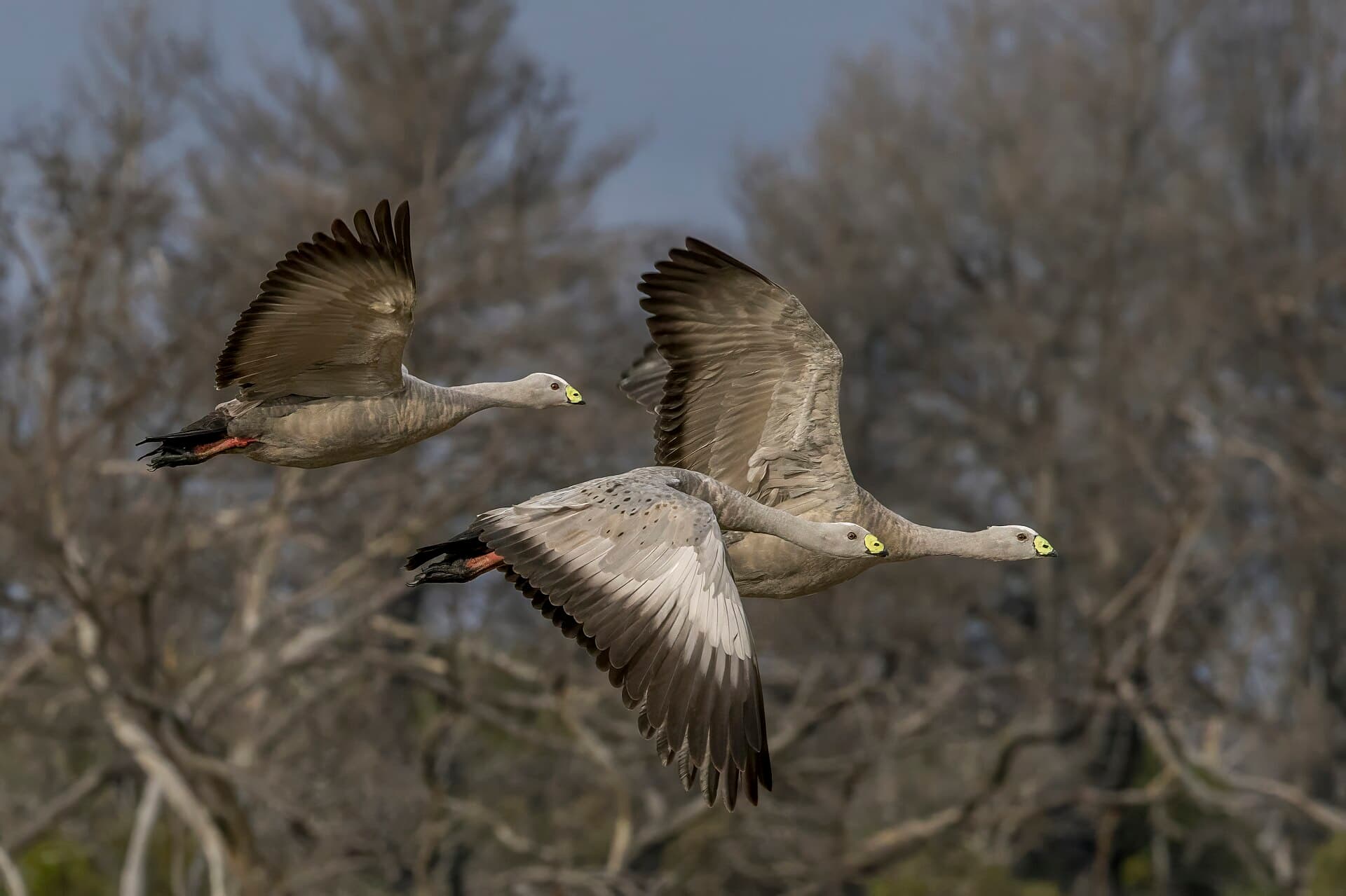 Hoendergans (Cereopsis novaehollandiae) - Cape Barren geese (Cereopsis novaehollandiae) in flight Kangaroo Island